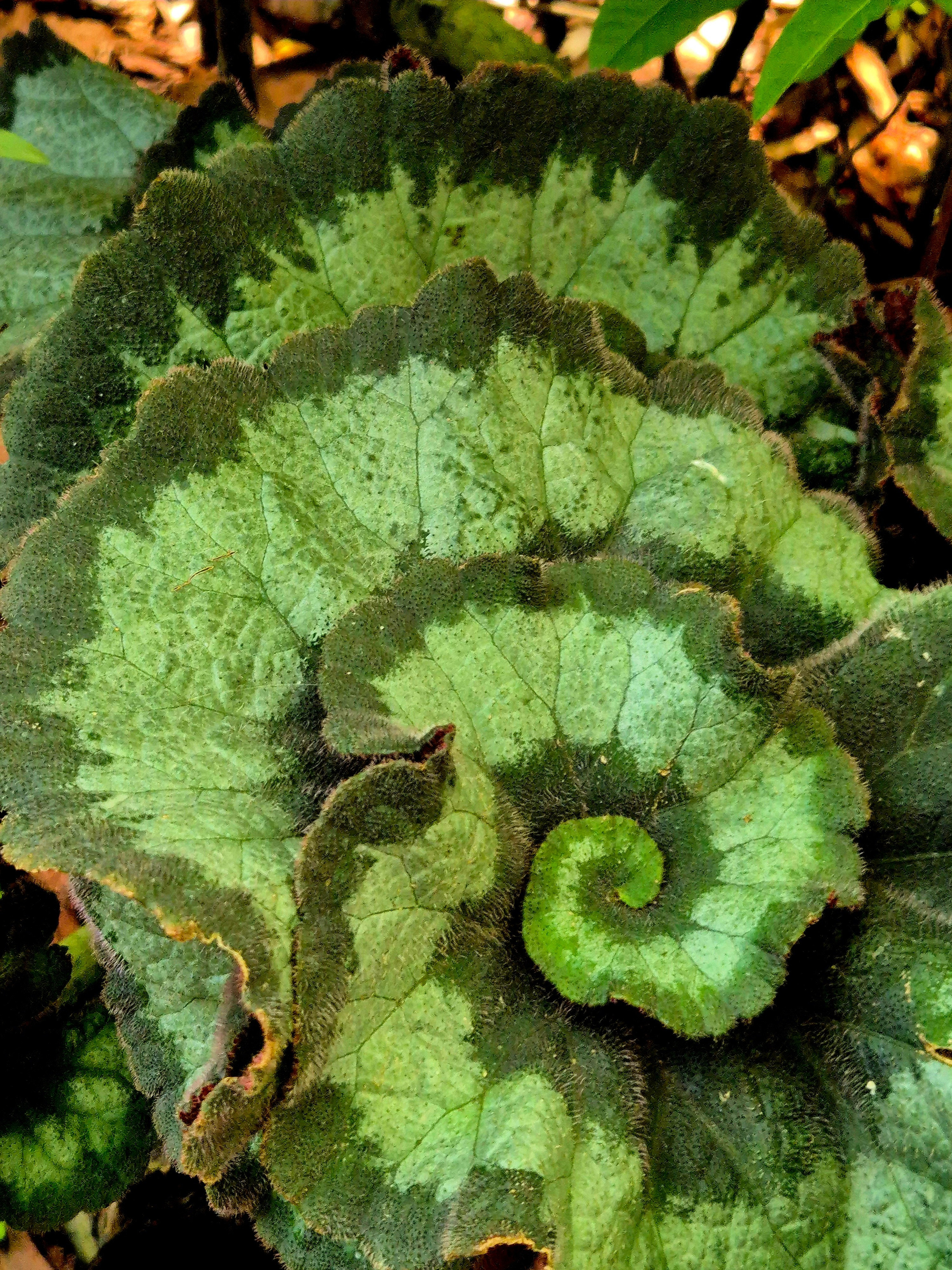 Рай для математика