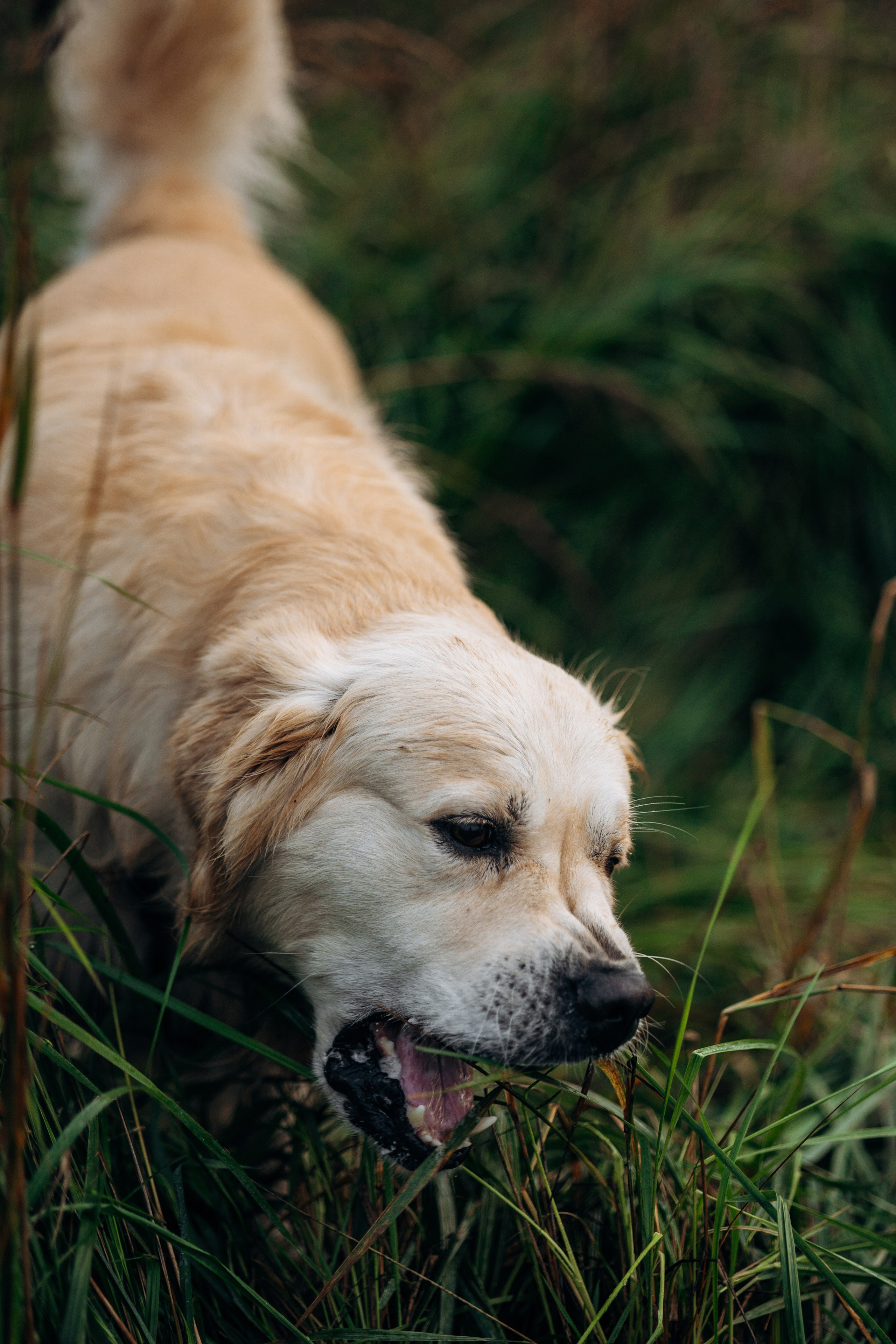 Лёва и его семья. Фотограф — Анималист | Санкт-Петербург