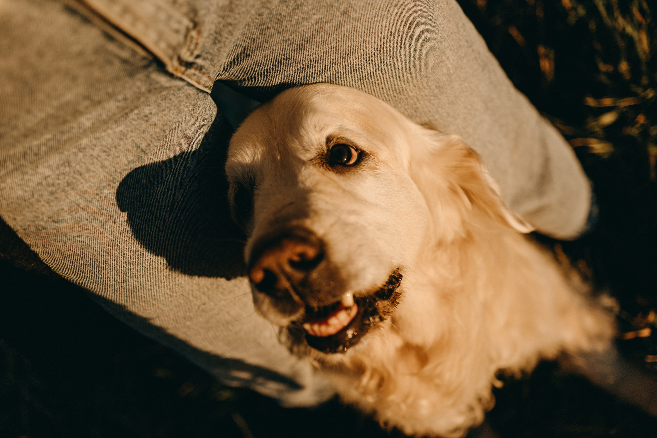 Лера и Скай. Фотограф — Анималист | Санкт-Петербург