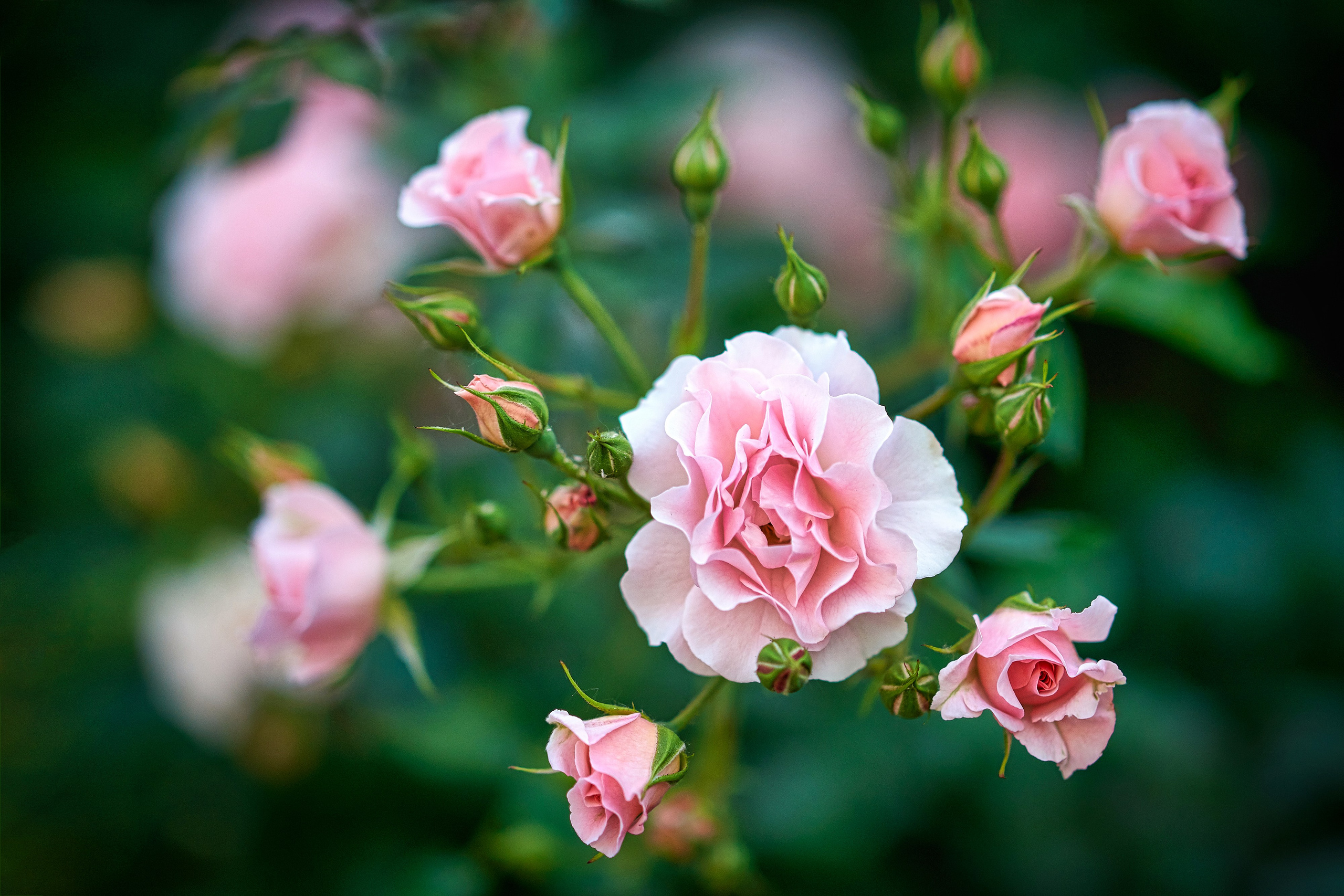 Наша мать — природа. Фотограф Владимир Артамонов