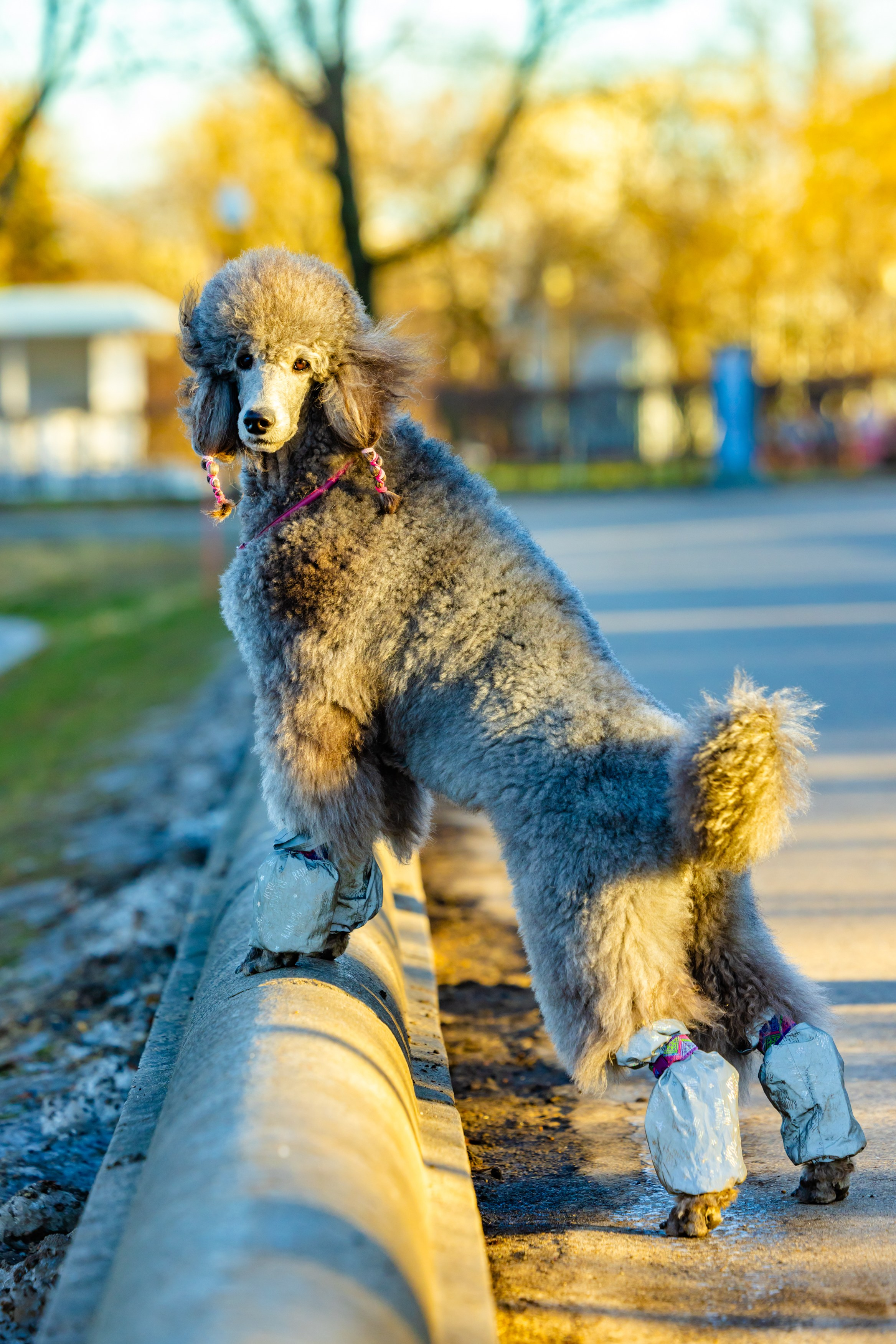 Клуб грумеров (прогулка и семинары). Виктория Зудина — фотограф в Москве