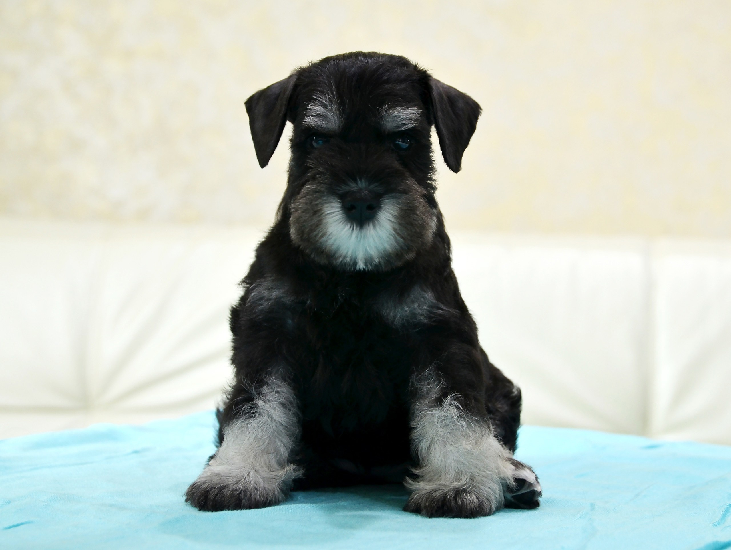 Litter «Z». Питомник цвергшнауцеров в Беларуси «Делинсо Бэлэнс»