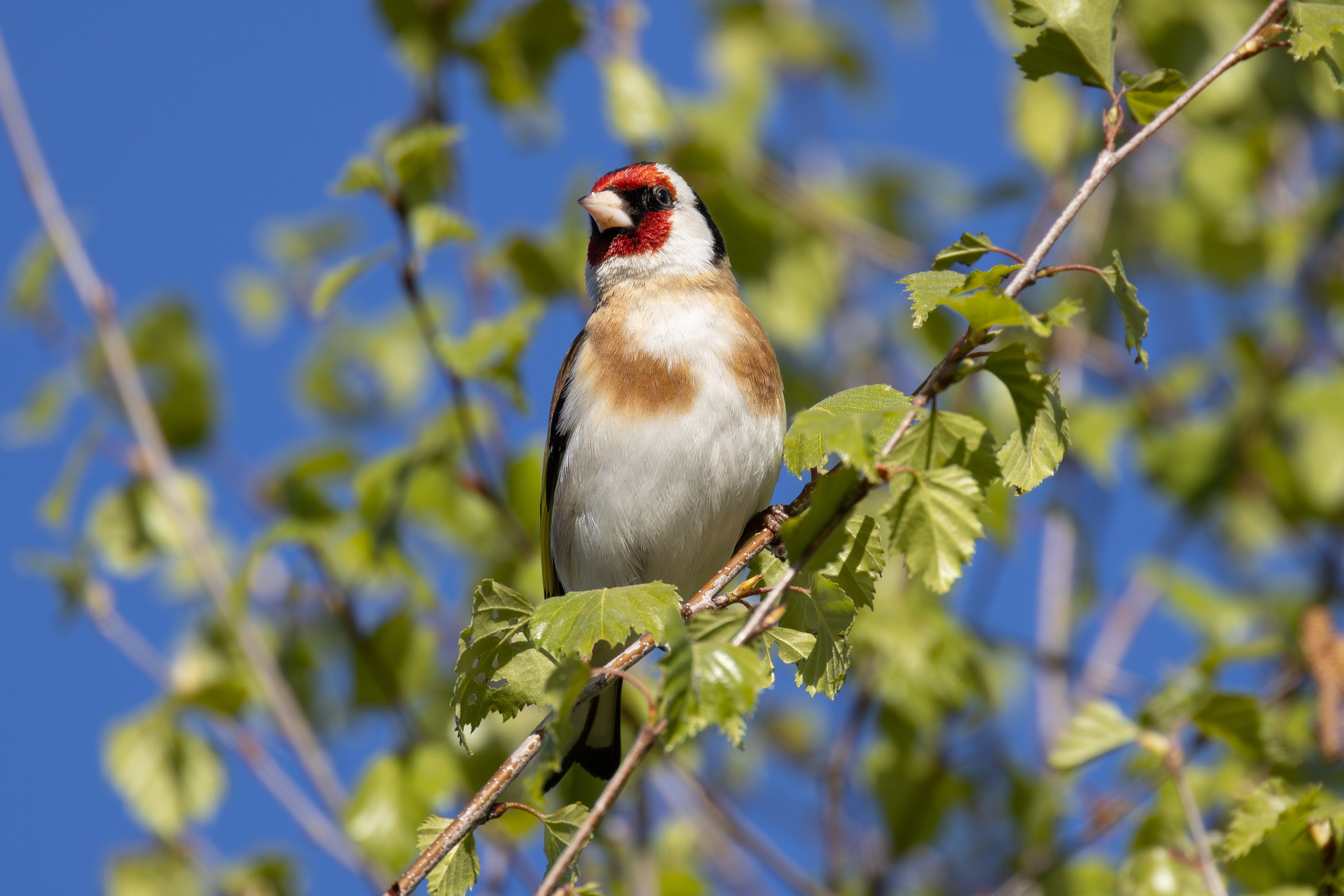 Птицы СНТ «Подлесье». Птицы парков г. Люберцы