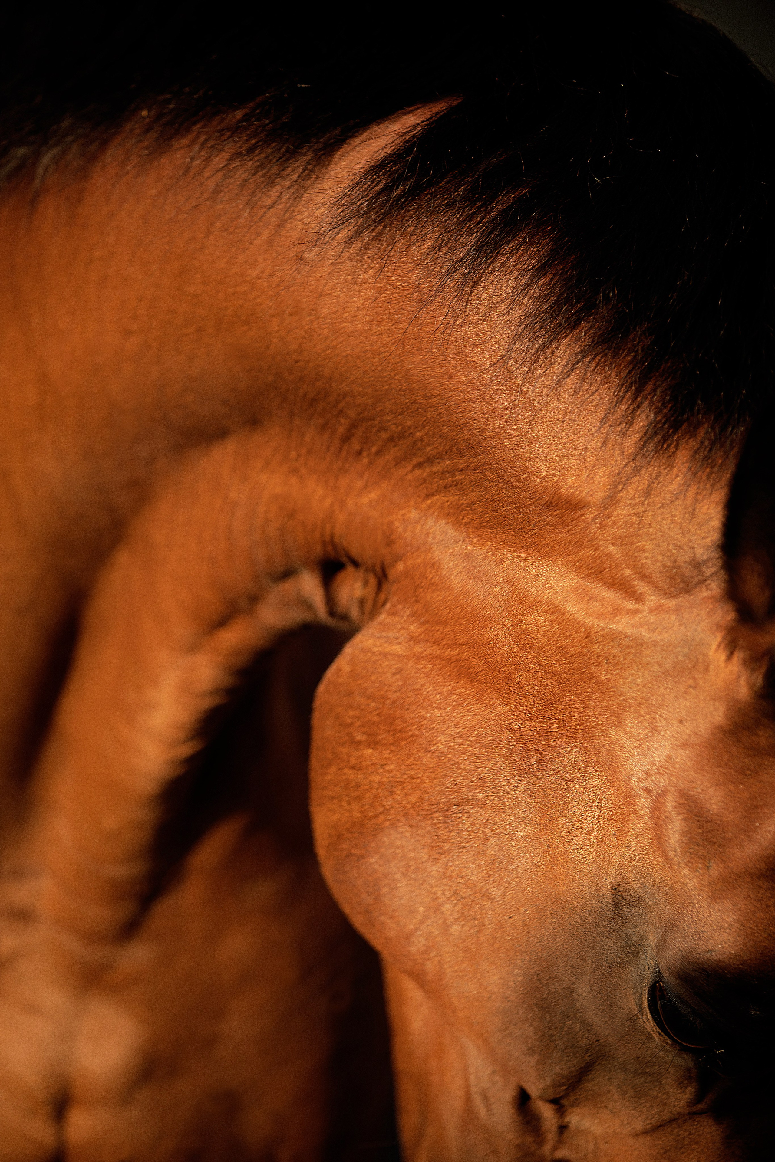 Лошади на свободе. Конный и театральный фотограф Анапа