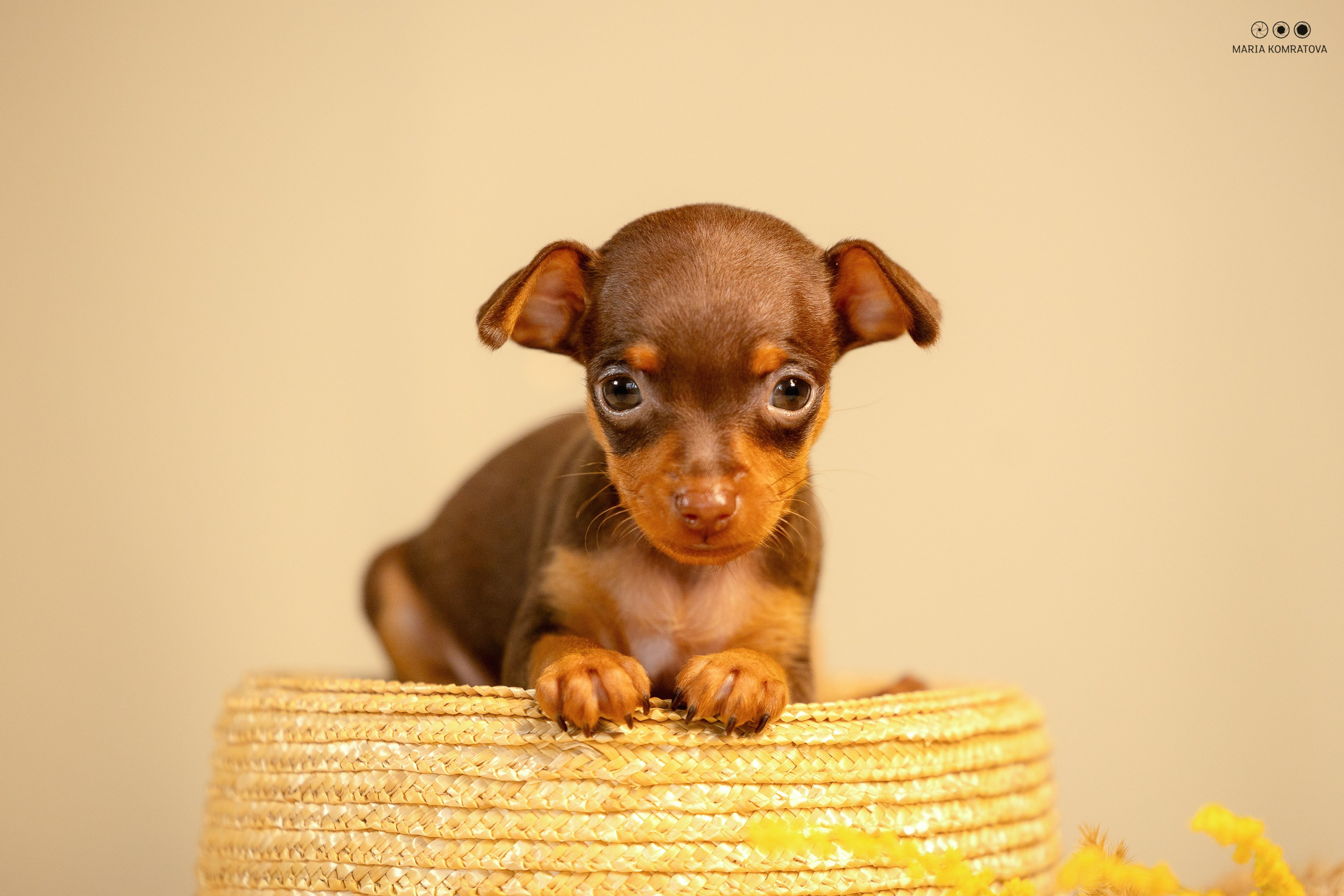 Пражские Крысарики. Фотограф анималист, семейный фотограф, фотограф собак Комратова Мария. г. Москва