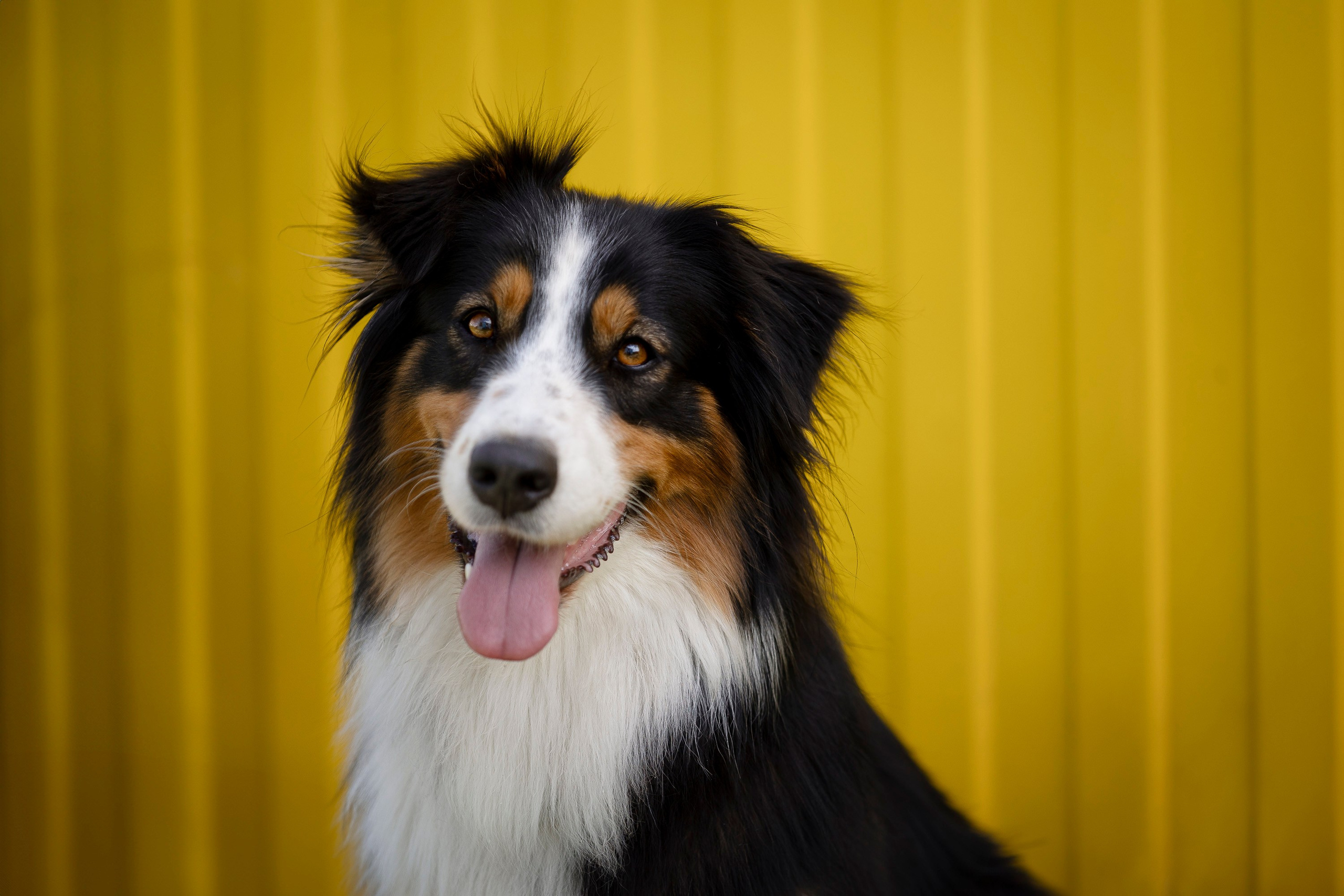 Семинар по поиску ВВ. Фотограф анималист, семейный фотограф, фотограф собак Комратова Мария. г. Москва