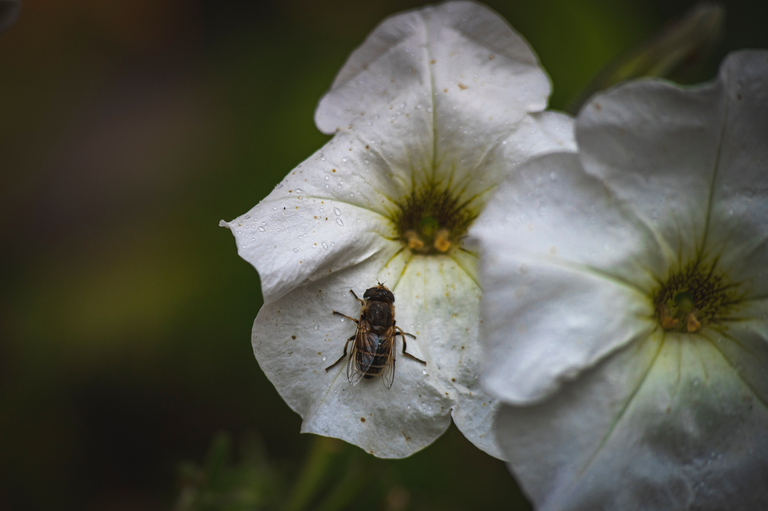 Фотопрогулка ДР. Фотограф Роман Адлер