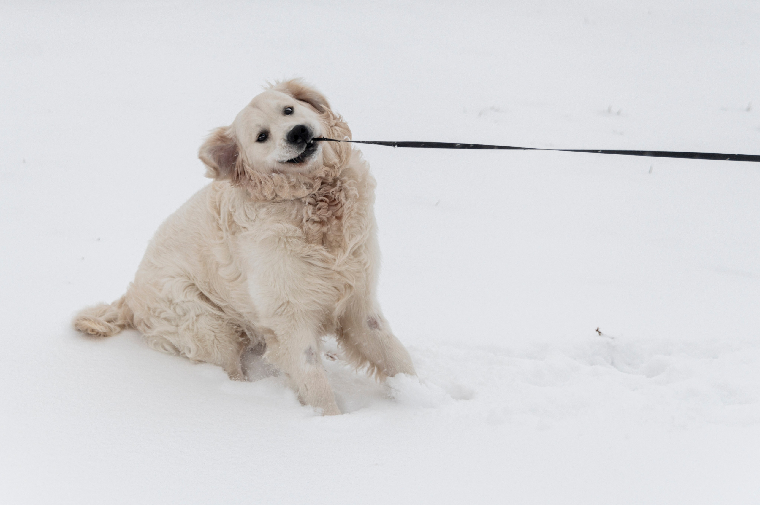 Саранск. Январь 2024. Фотограф Роман Адлер