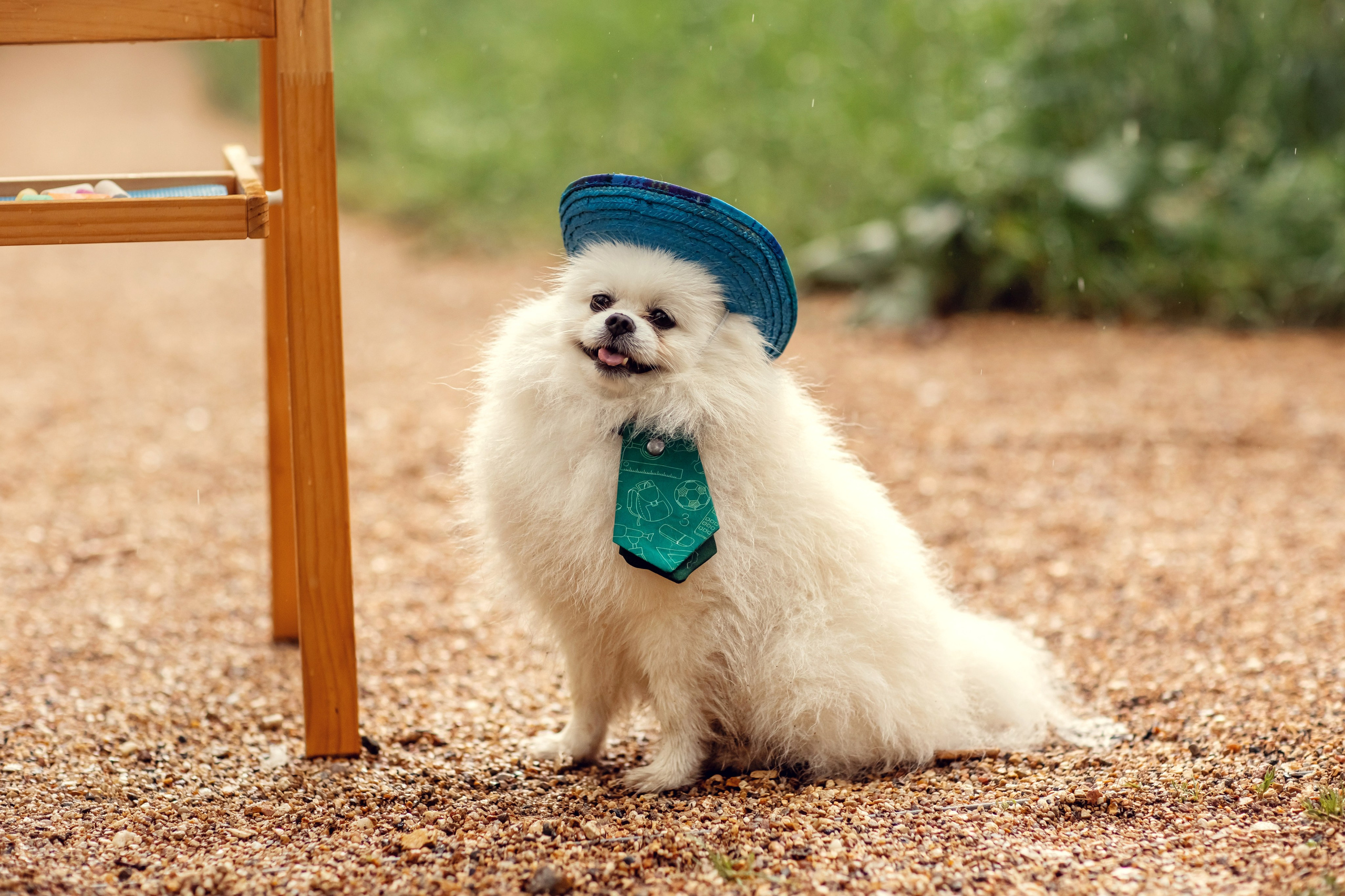 Незнайка и Булька. Детский и семейный фотограф в Москве Анна Ипатьева