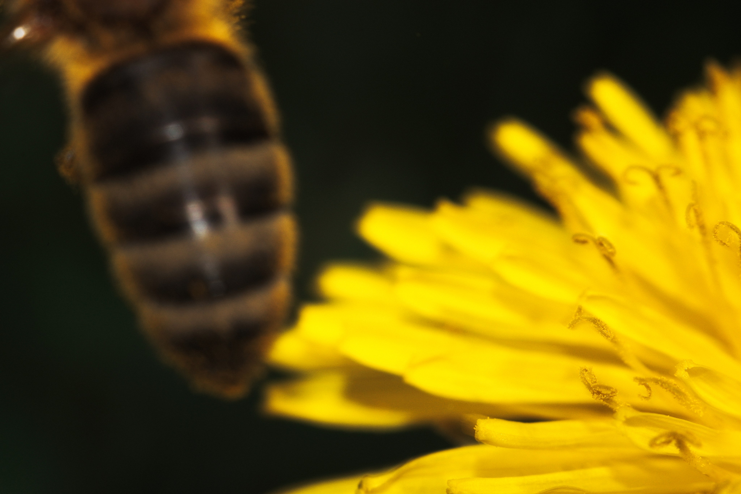 Съёмка животных и макро фото (Photographing animals and macro). Фотограф (photographer) Lischinski Vitaliy