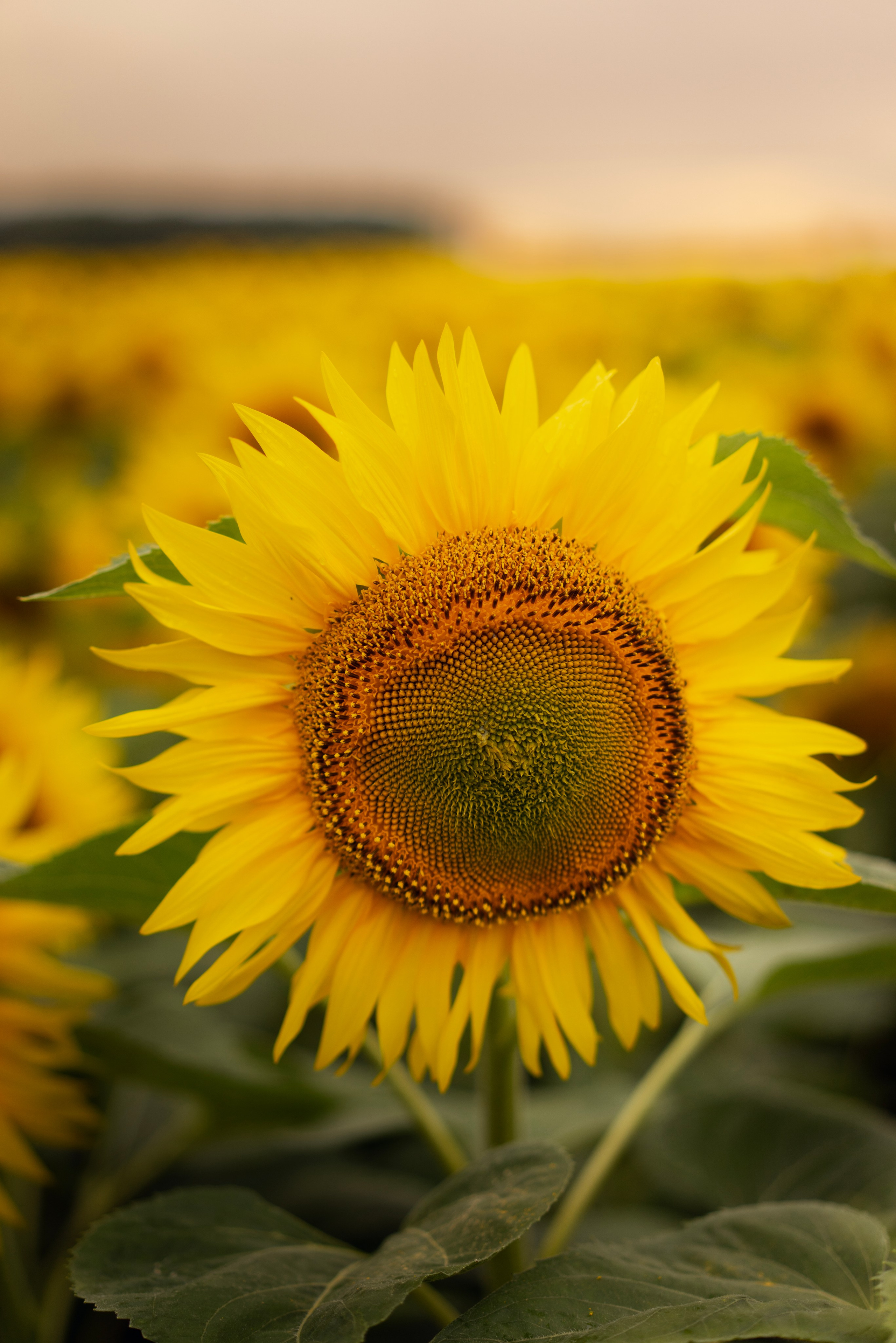 Индивидуальная фотосессия