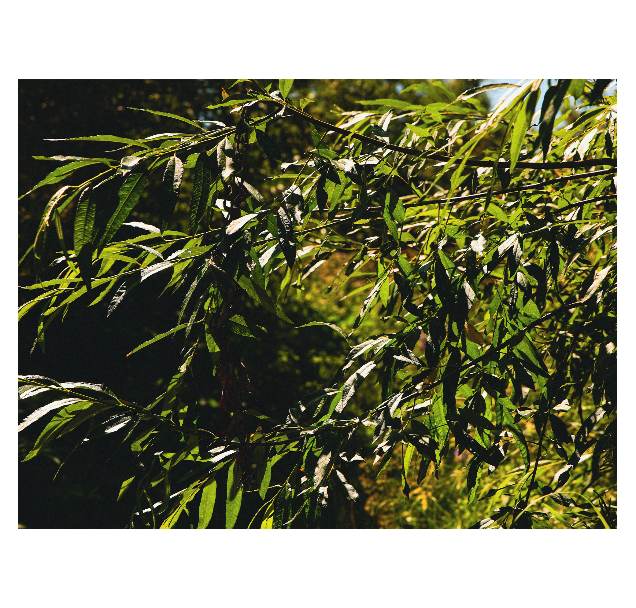 Summer hike. Фотограф/дизайнер в Екатеринбурге Хитрый Дмитрий