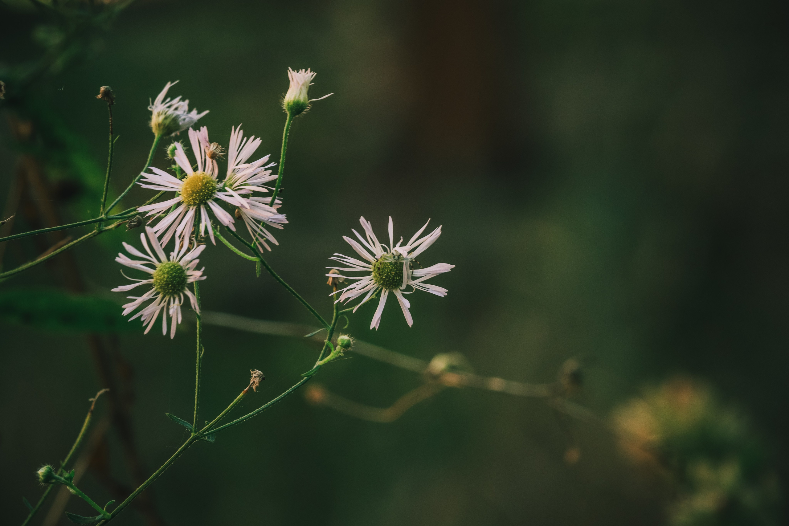 Р А С Т Е Н И Я. — Digital Noise —