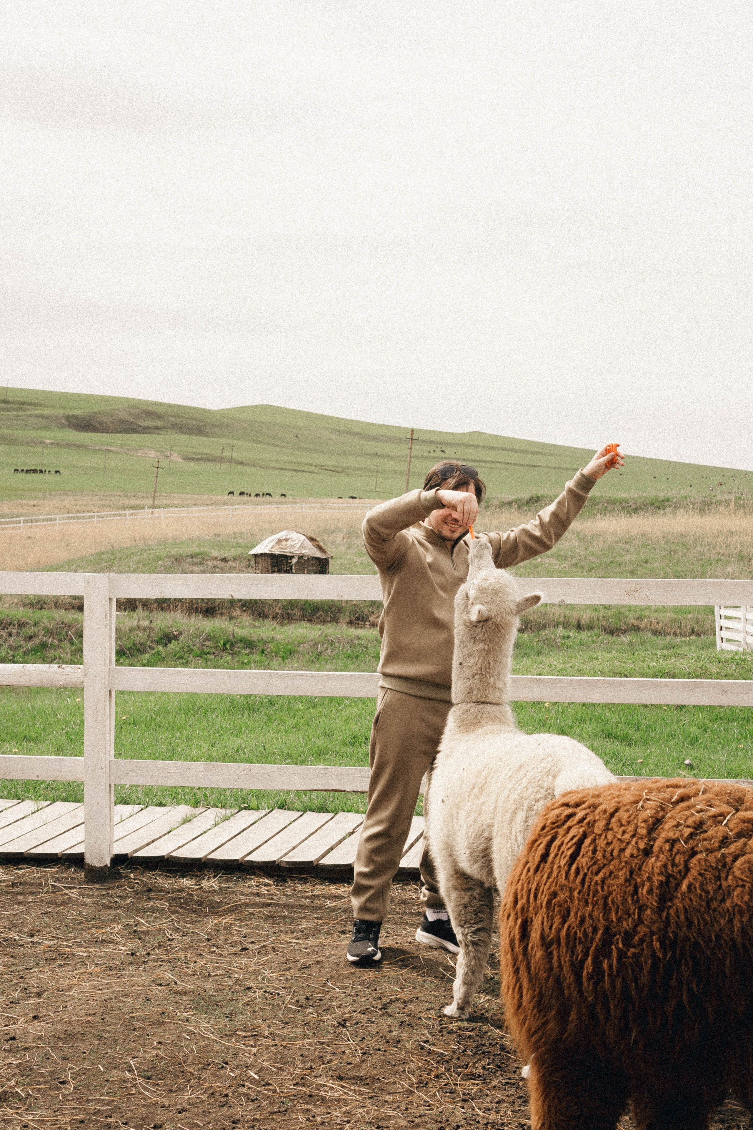 Ферма Альпак. Профессиональный фотограф, Санкт-Петербург — Виктория Богомолова