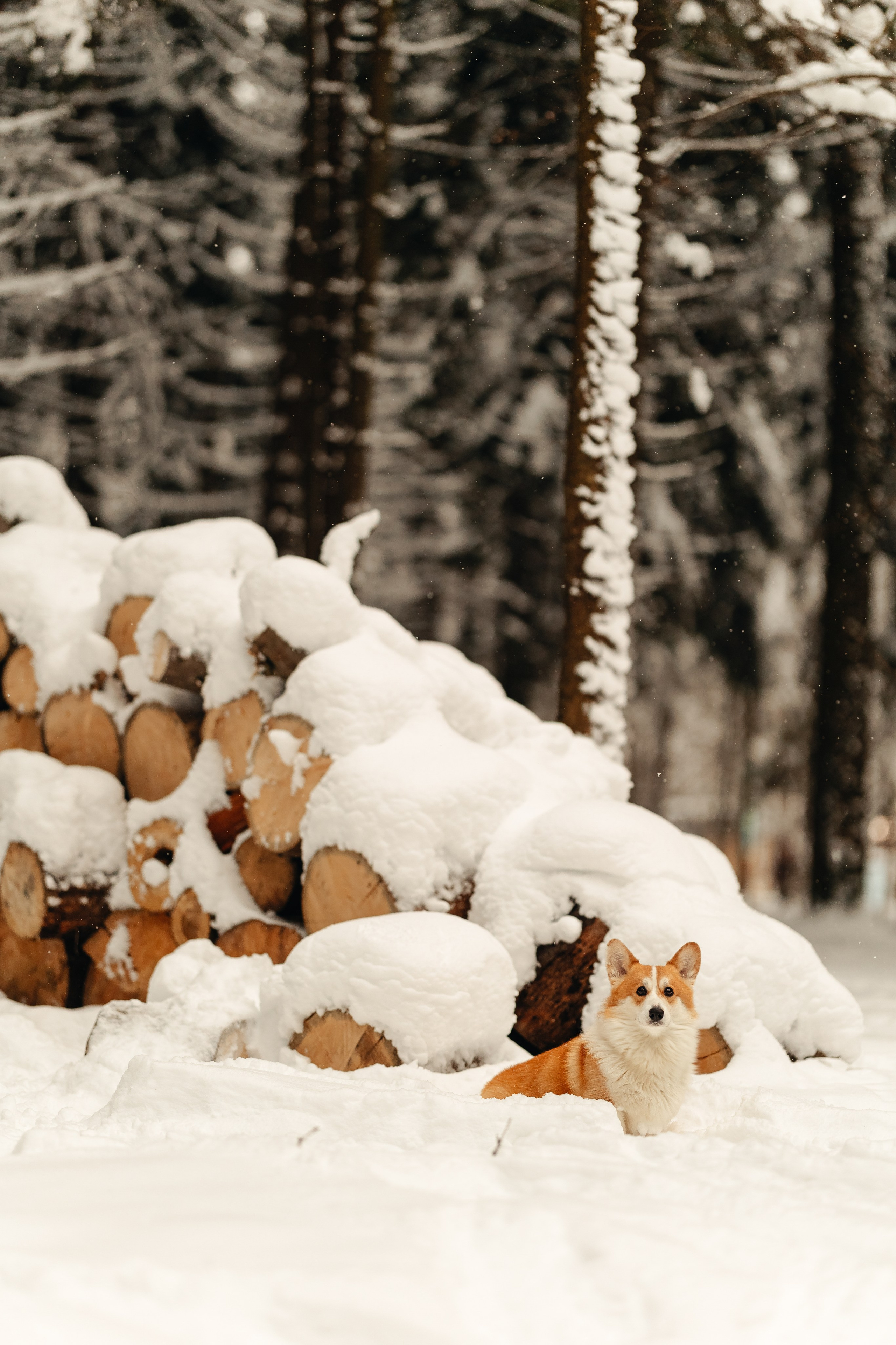Ирина и малыш Бакс. Ирина Бешляга. Фотограф в Москве и по всей России