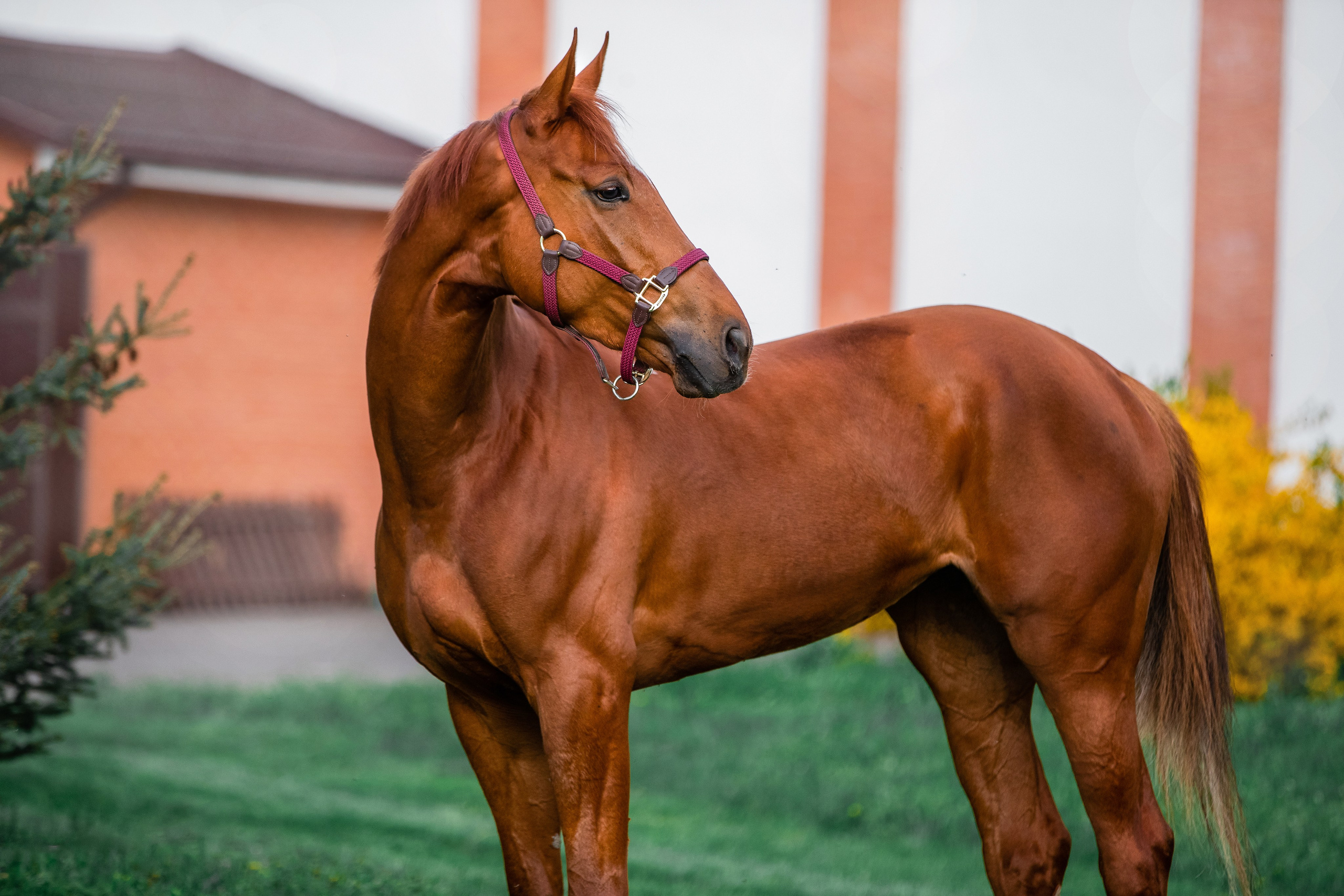 На природе. Фотограф-анималист Ксендзова Кристина