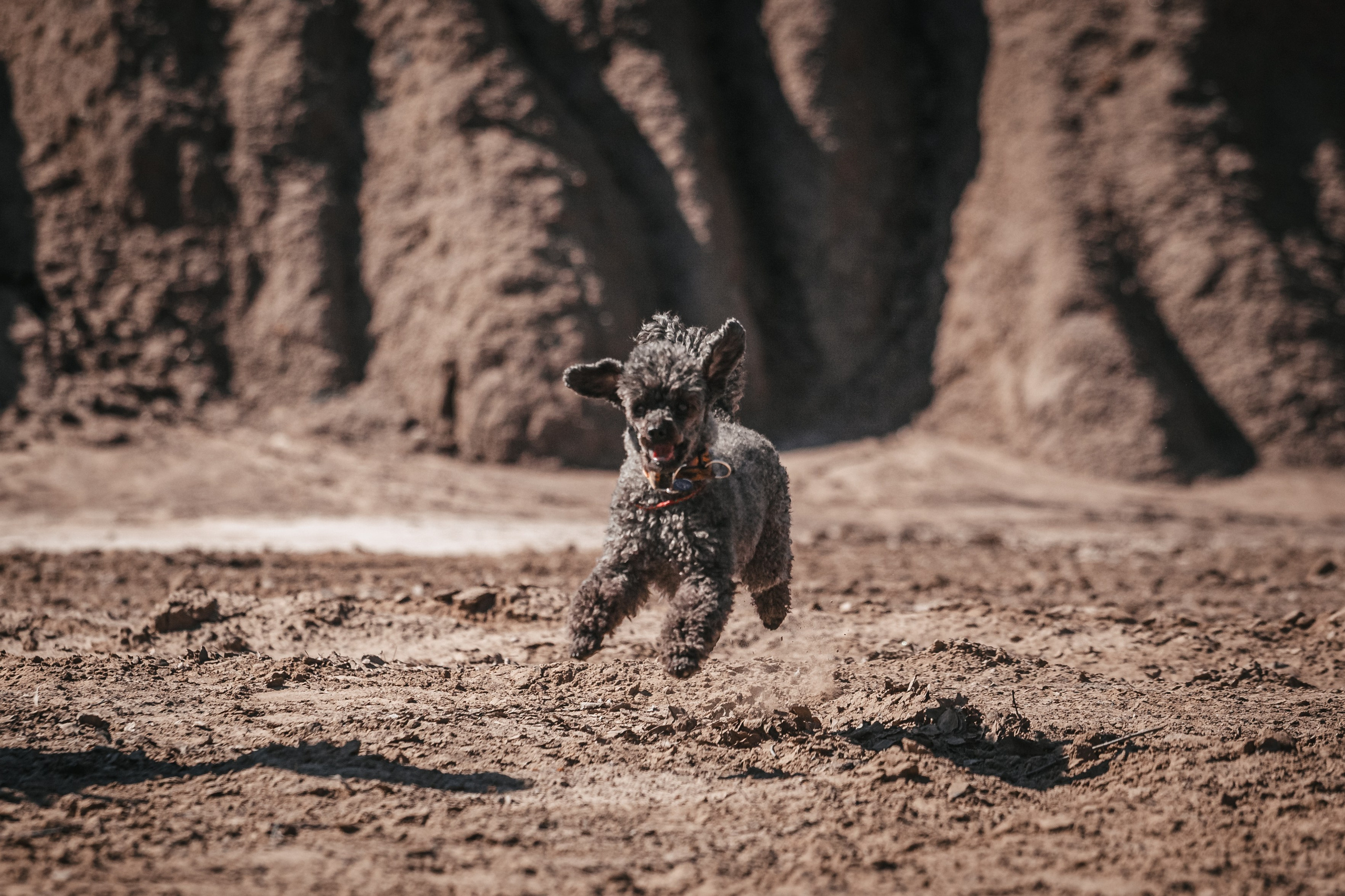 Кондуки. Фотограф-анималист Татьяна Степанова
