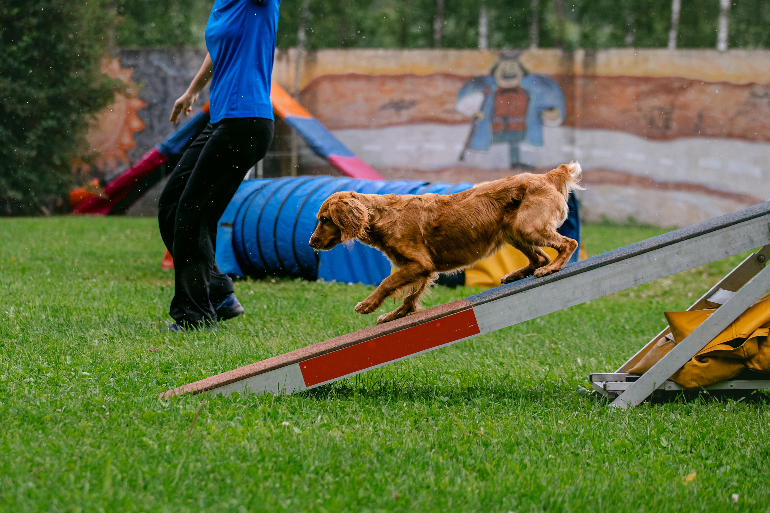 Соревнования по аджилити Долгопрудный 30.06.2025. Фотограф-анималист Татьяна Степанова