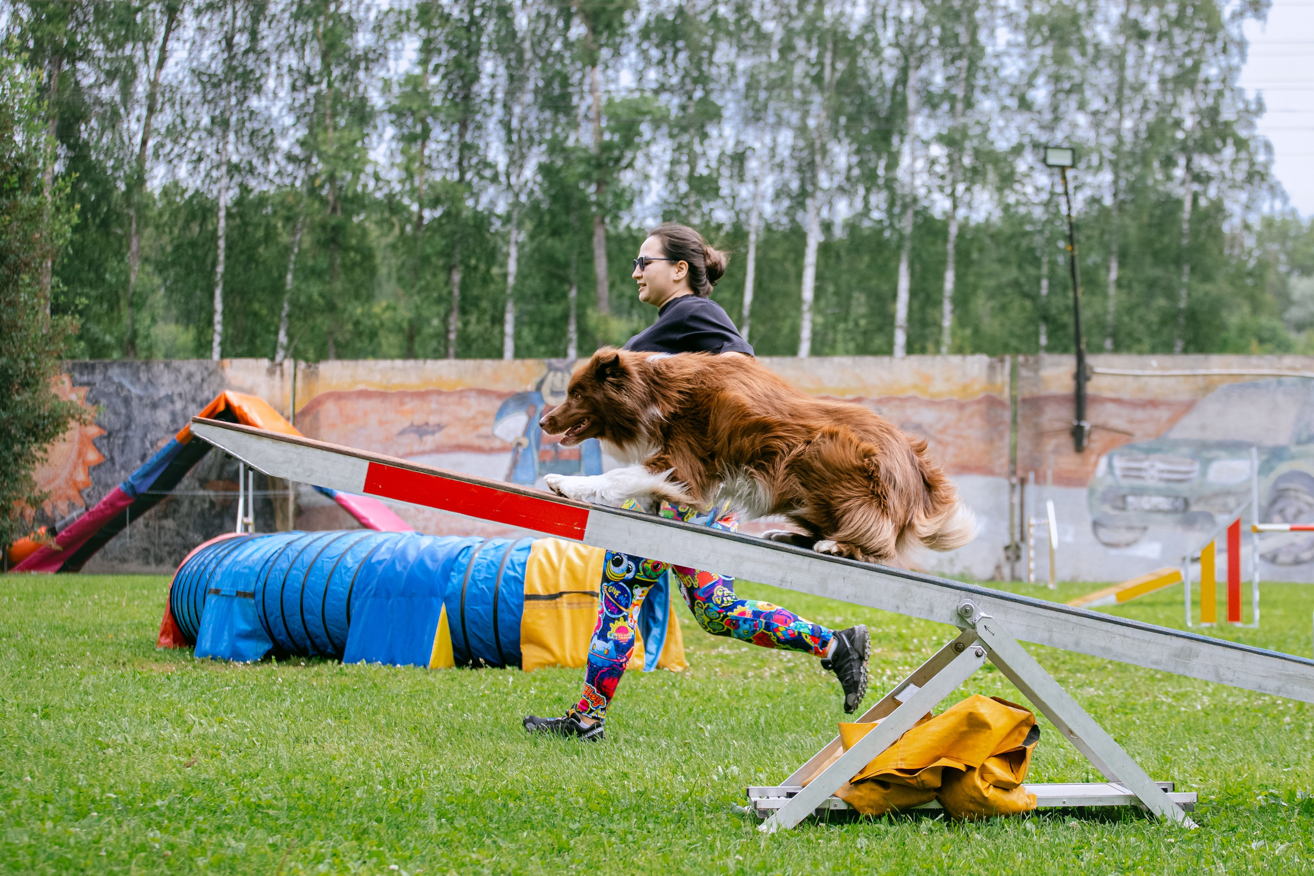 Соревнования по аджилити Долгопрудный 30.06.2025. Фотограф-анималист Татьяна Степанова