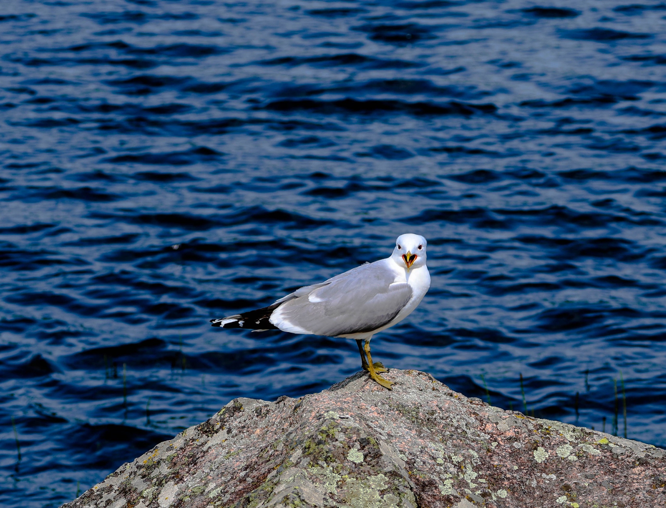 ПЛАНЕТА ЗЕМЛЯ (пейзаж). АЛЕКСЕЙ КОЛМАКОВ. Фотограф. Москва и Московская область