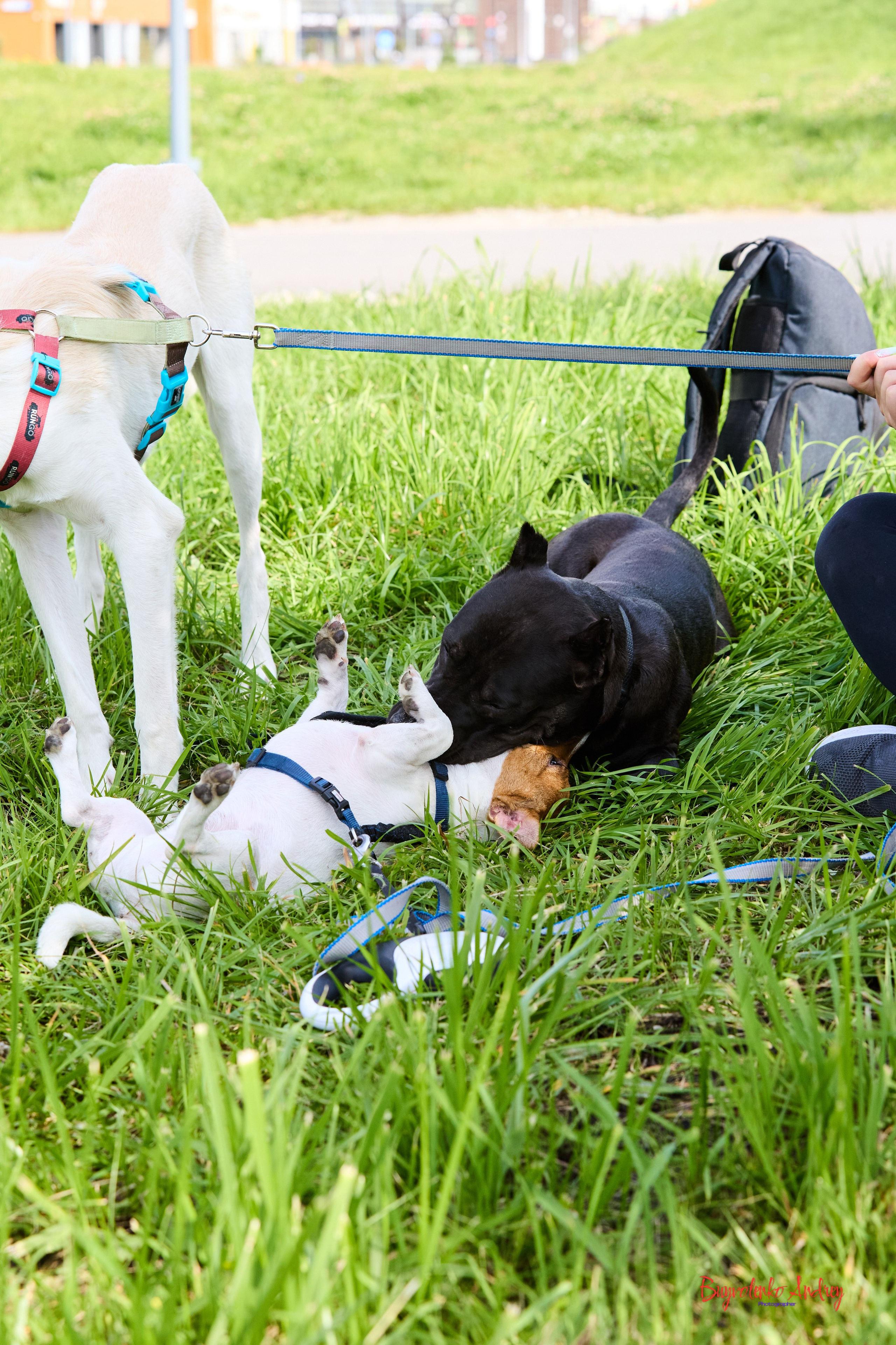 Проект фотопрогулка с хвостиком. Buyvolenko Andrey