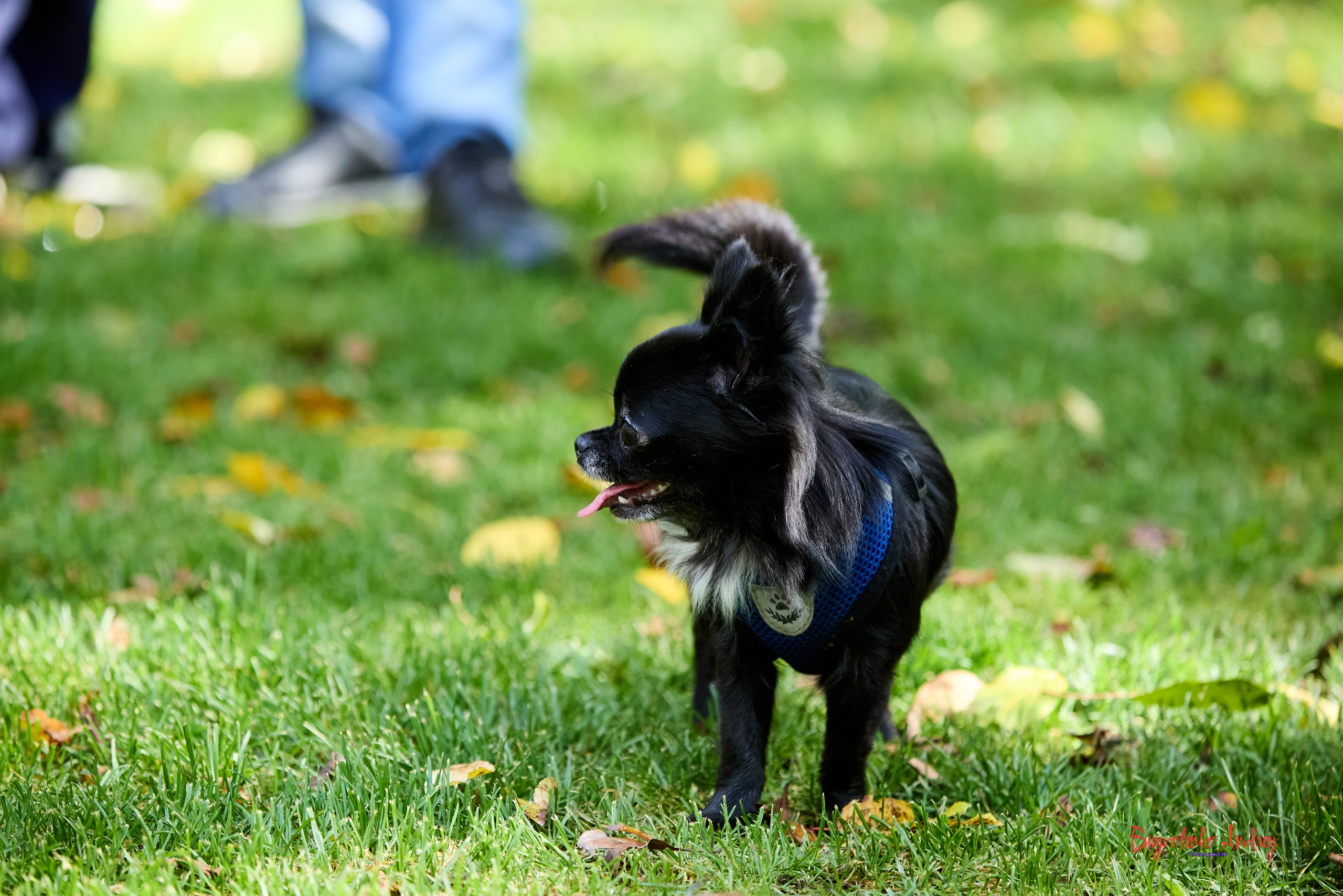 Фотопрогулка с кавалерами. Buyvolenko Andrey