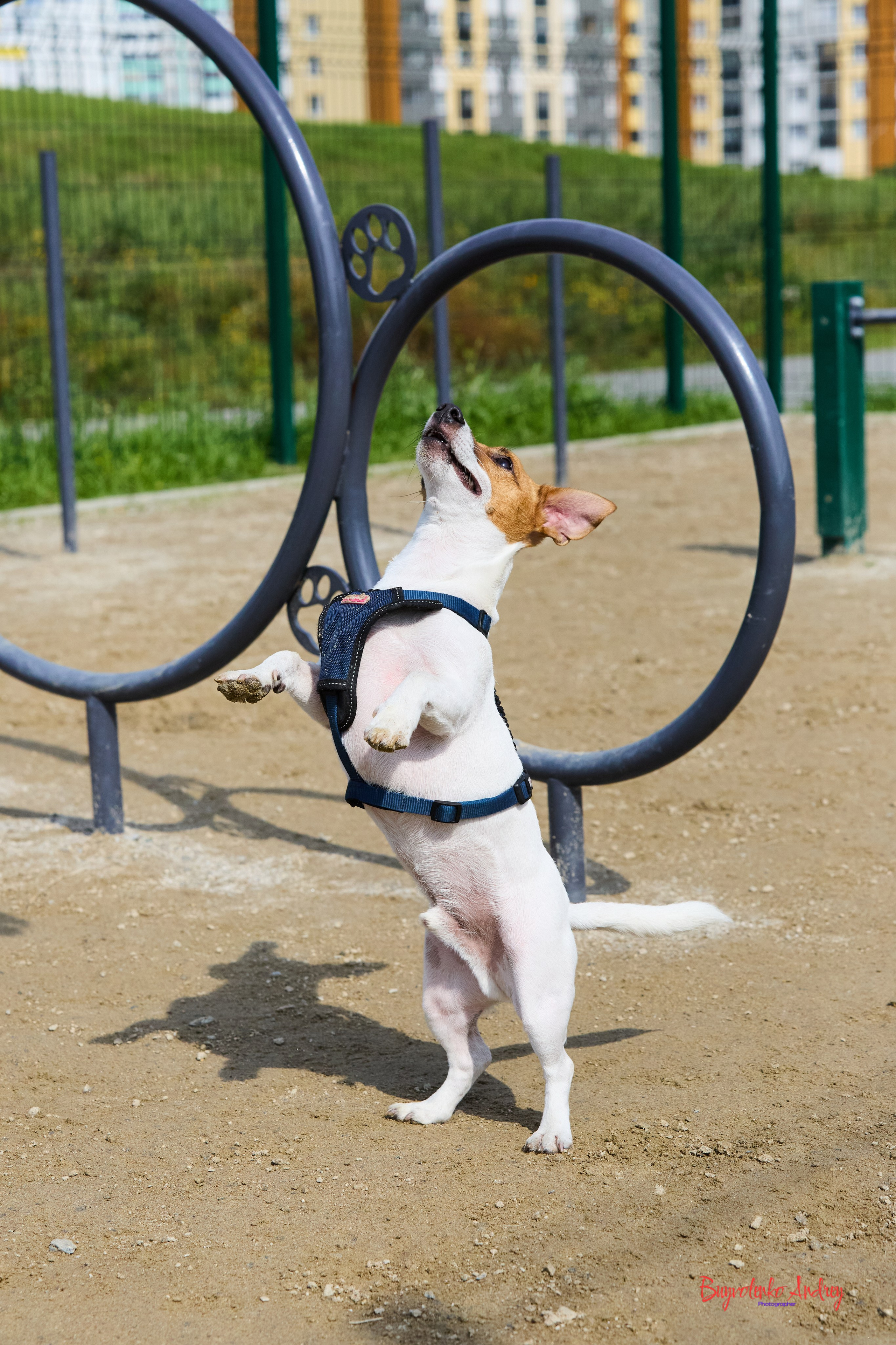 Проект фотопрогулка с хвостиком. Buyvolenko Andrey