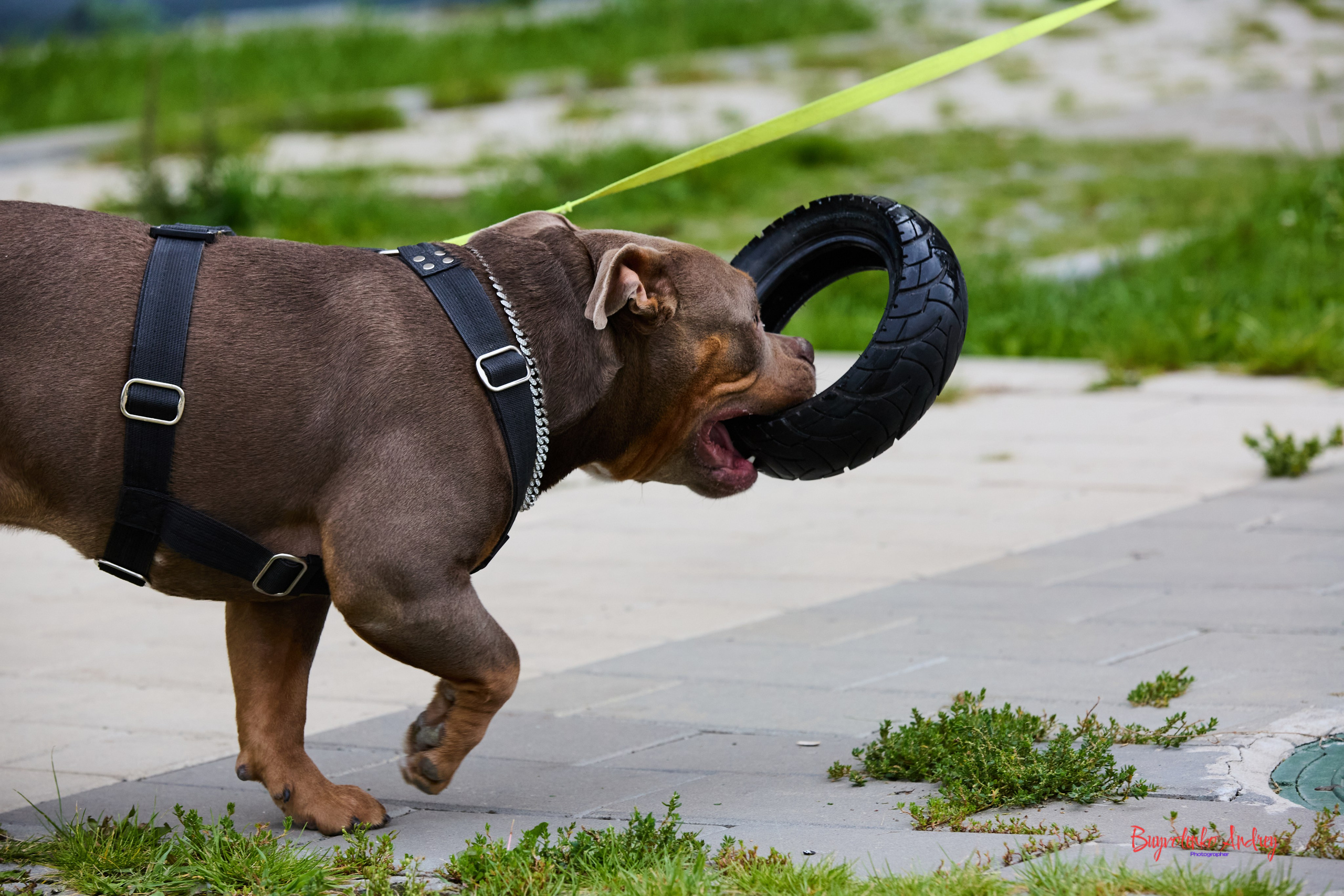 Проект фотопрогулка с хвостиком. Buyvolenko Andrey