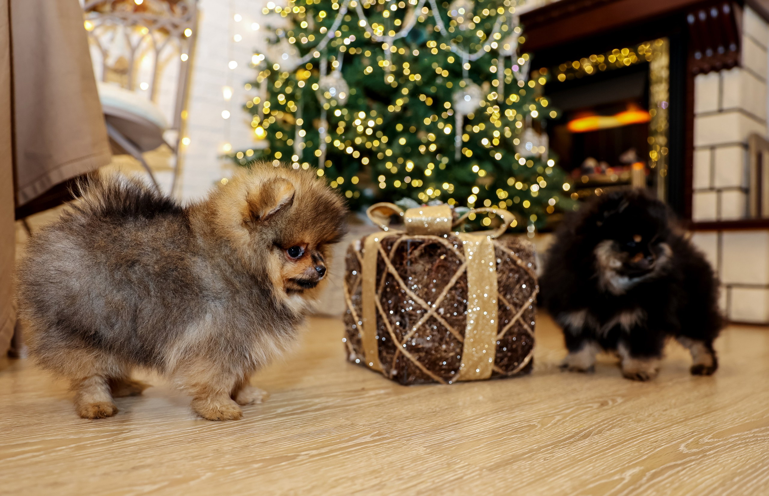 Съемка щенков шпица. Фотограф — Татьяна Кириллова, г. Санкт-Петербург