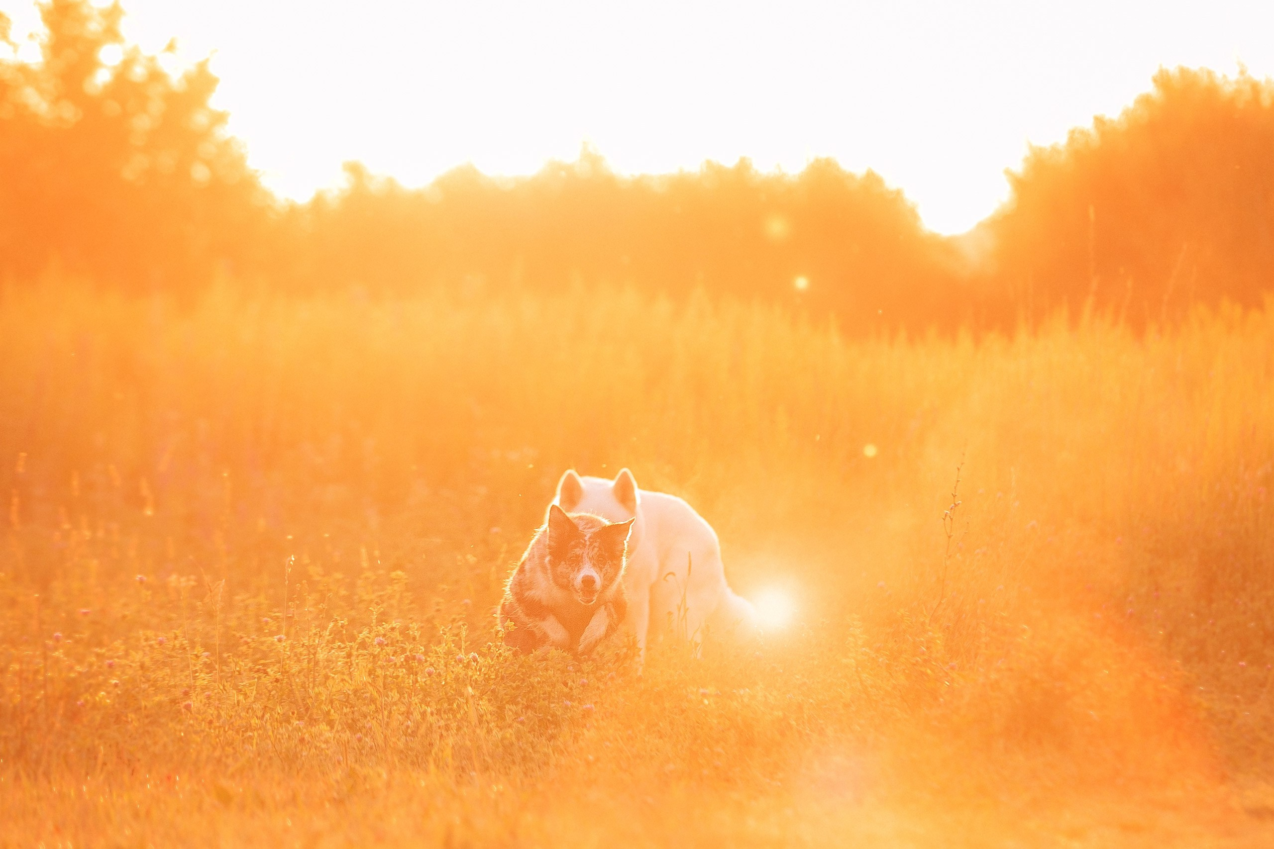 Таня и команда на рассвете. Фотограф анималист Кузнецова Анна Нижний Новгород