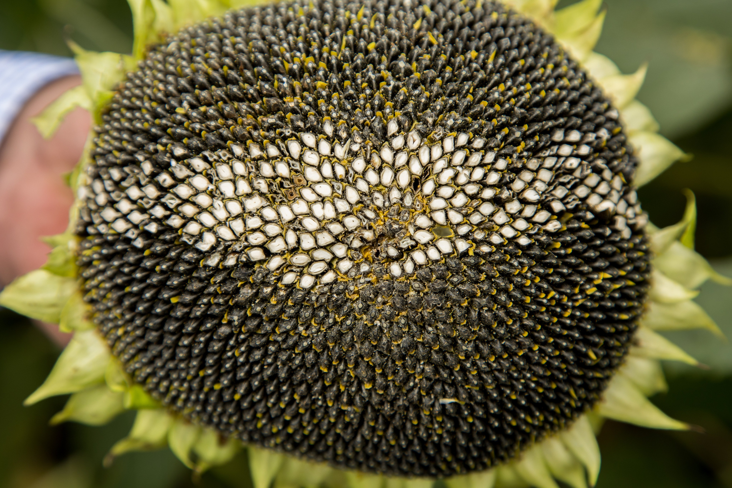 Решения для сельского хозяйства BASF 16.08.2022. Владислав Волков | Фотография и видеосъемка в Воронеже