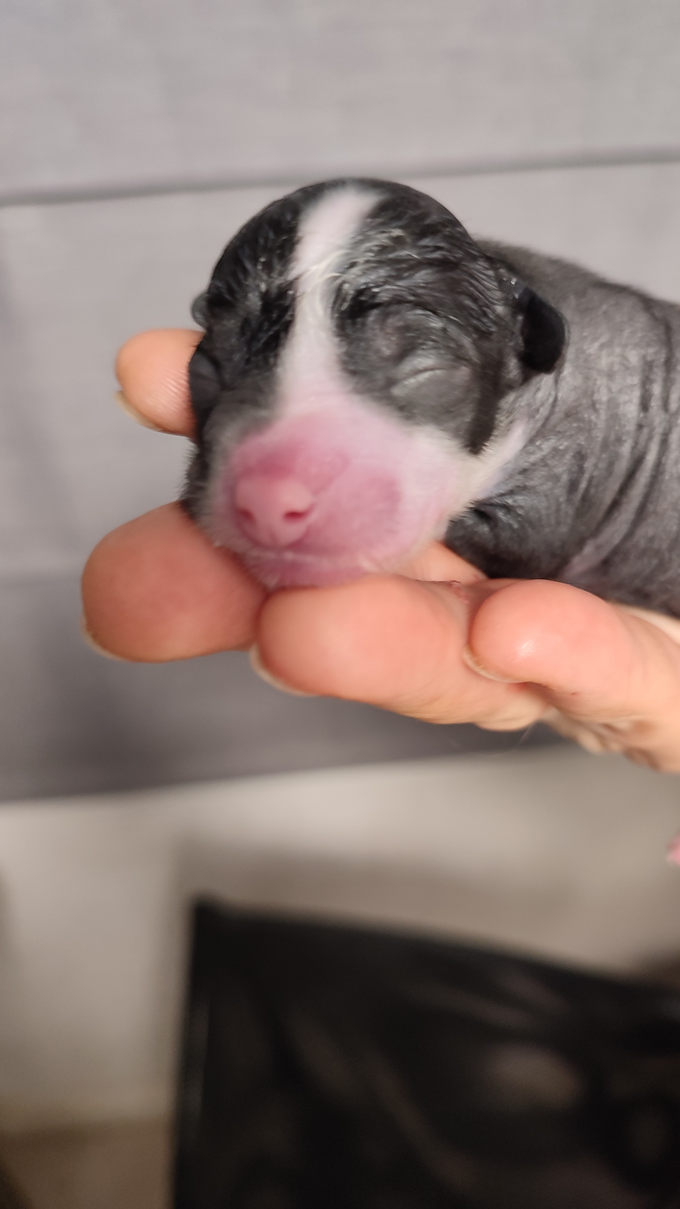 D4 День Рождения