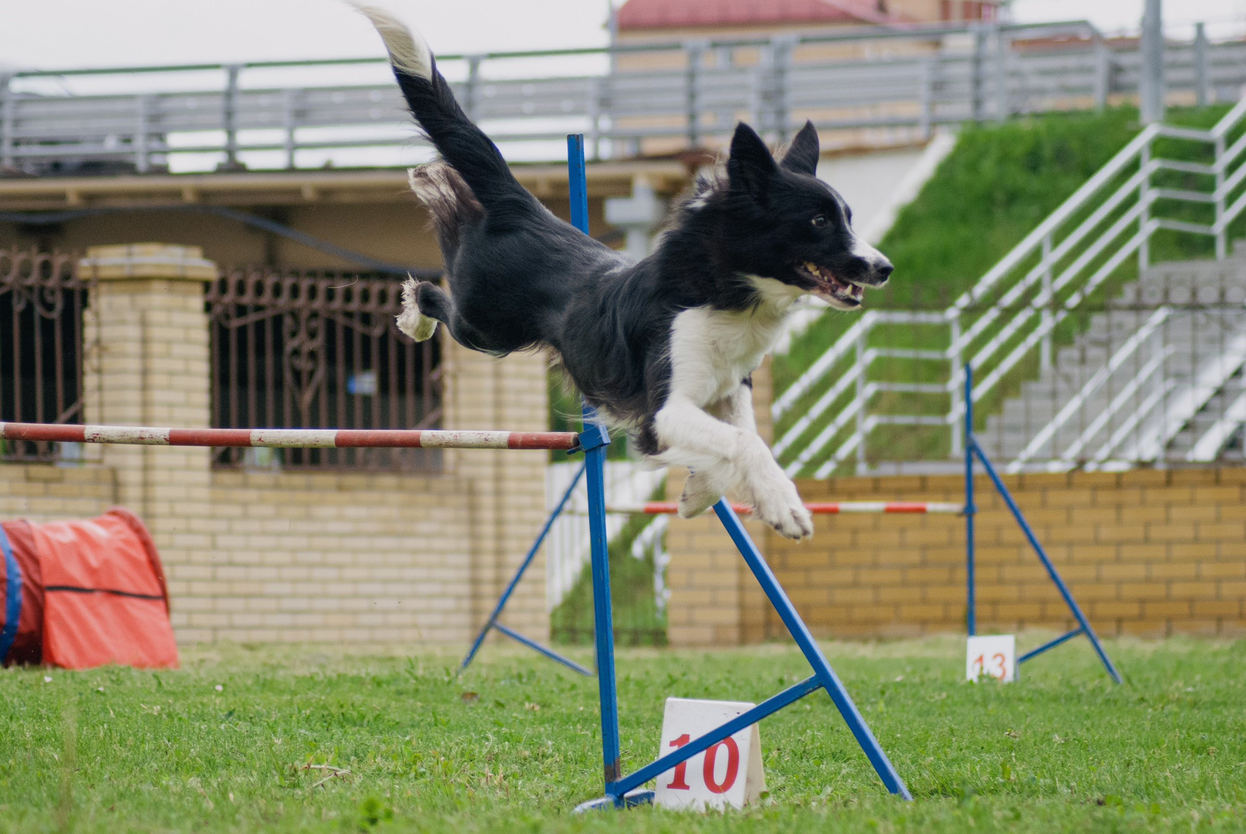 Аджилити. Фотограф в Тюмени Лизавета Сапицкая