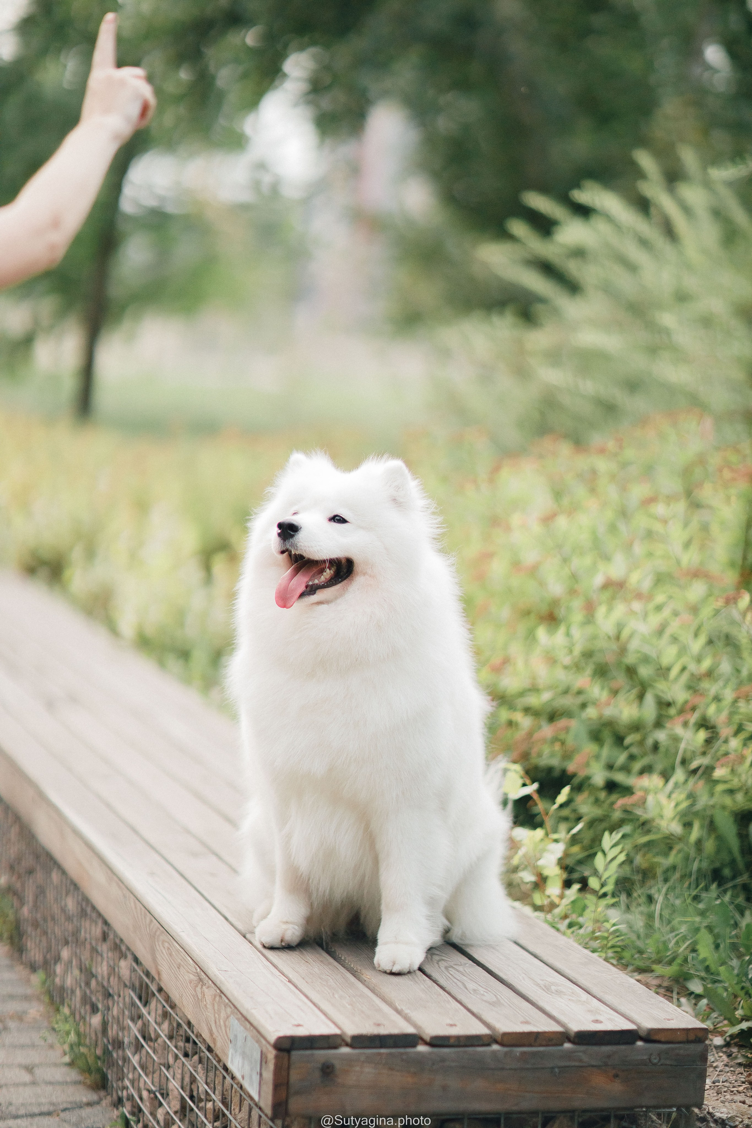 Самоед Рея. Свадебный и женский фотограф