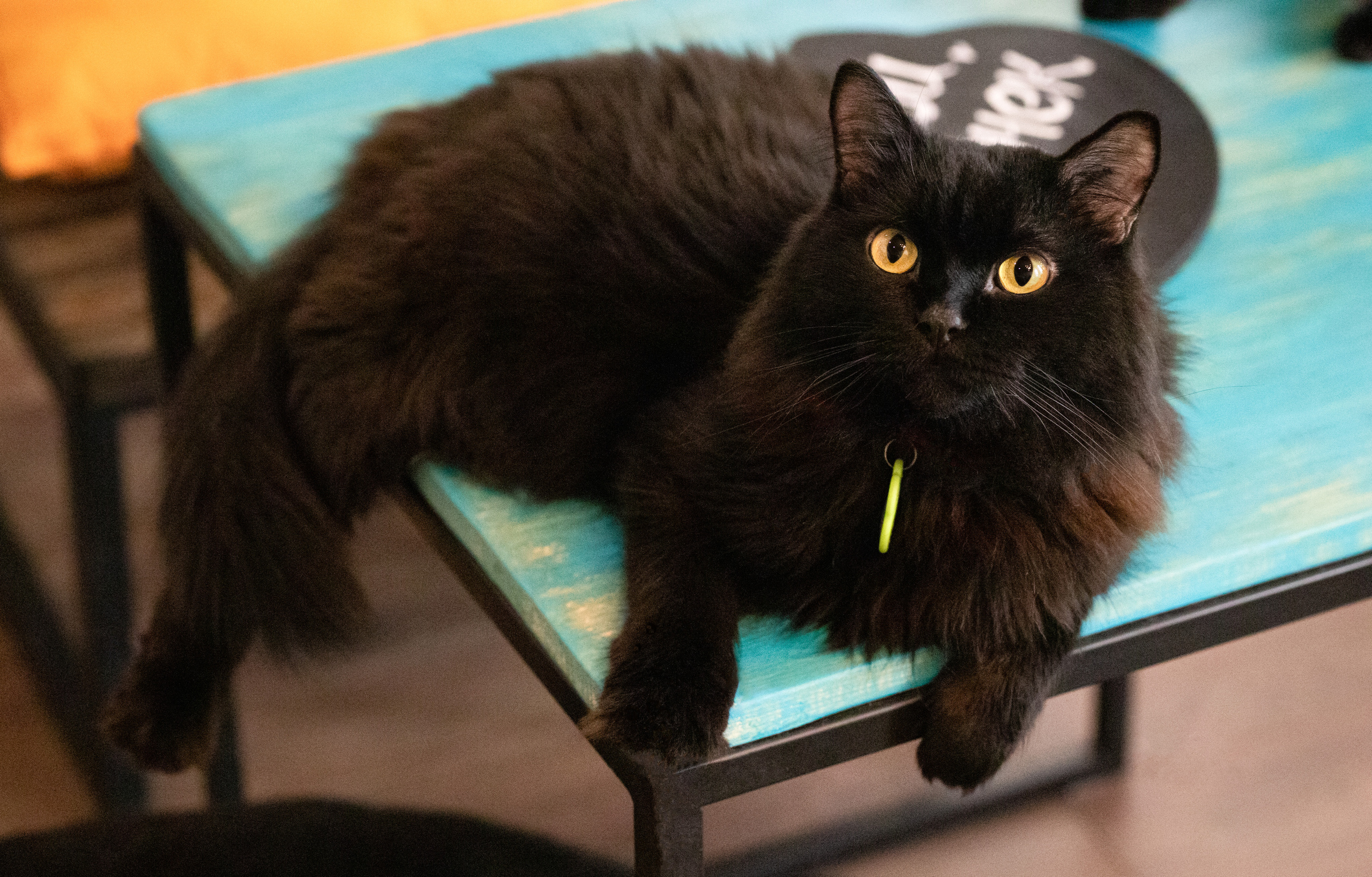 Котики «Чукотка» 2020. Портретный фотограф в Самаре Андрей Трифонов