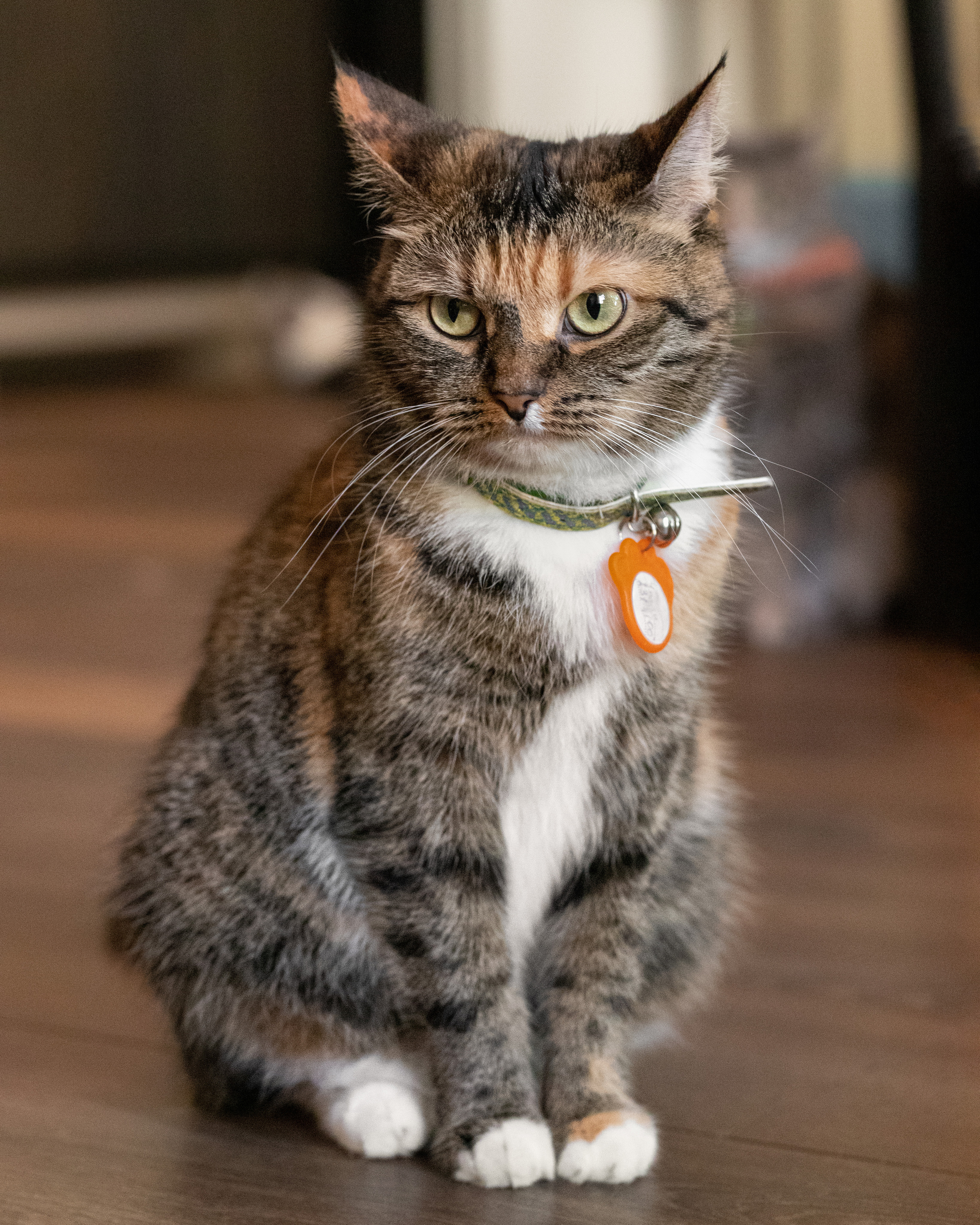 Котики «Чукотка» 2020. Портретный фотограф в Самаре Андрей Трифонов