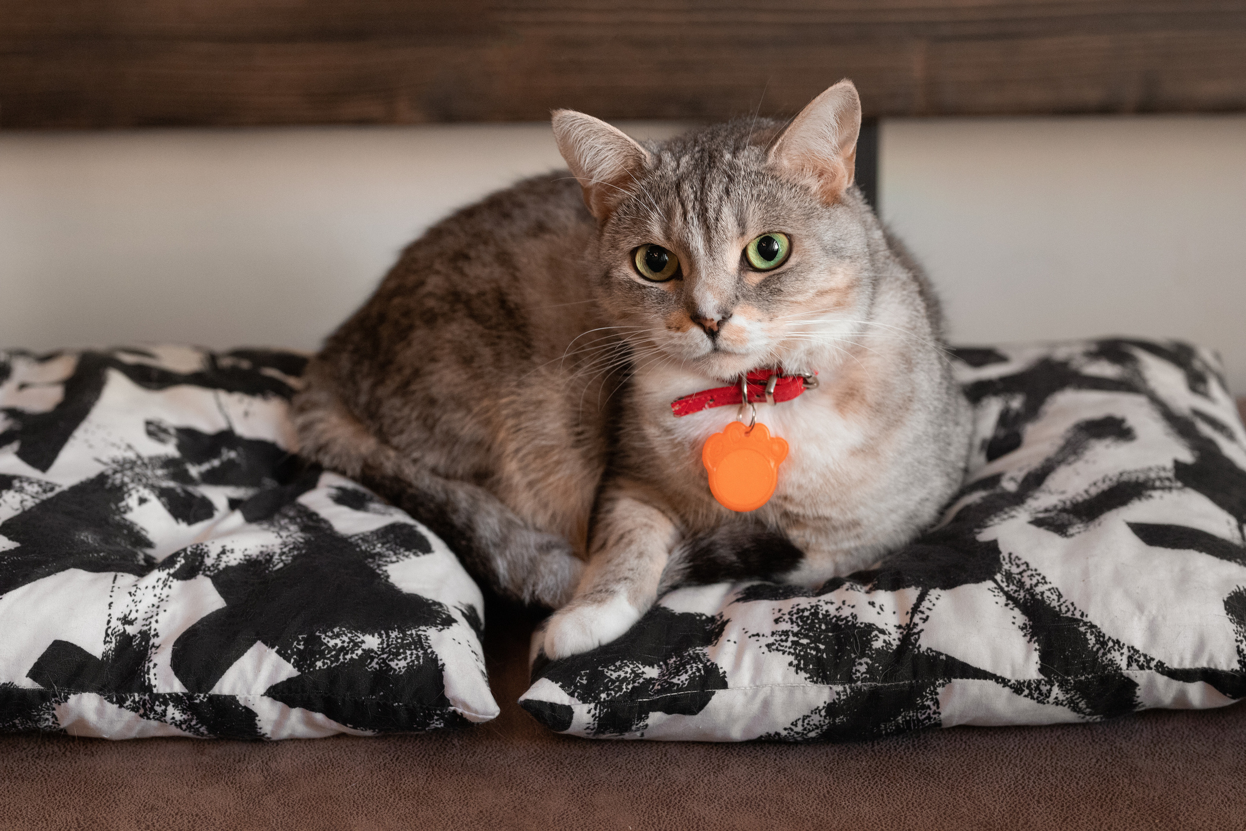 Котики «Чукотка» 2020. Портретный фотограф в Самаре Андрей Трифонов