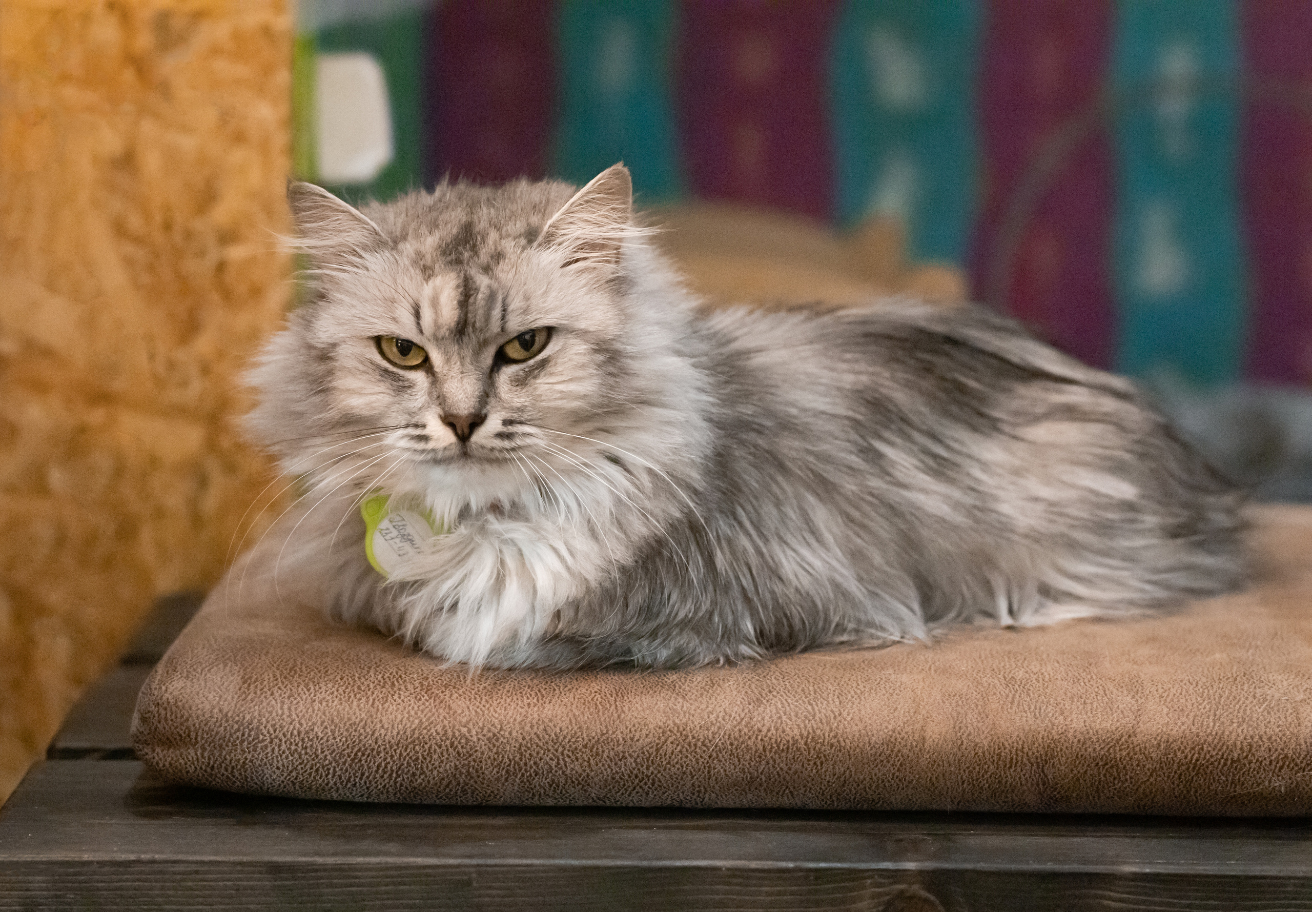 Котики «Чукотка» 2020. Портретный фотограф в Самаре Андрей Трифонов