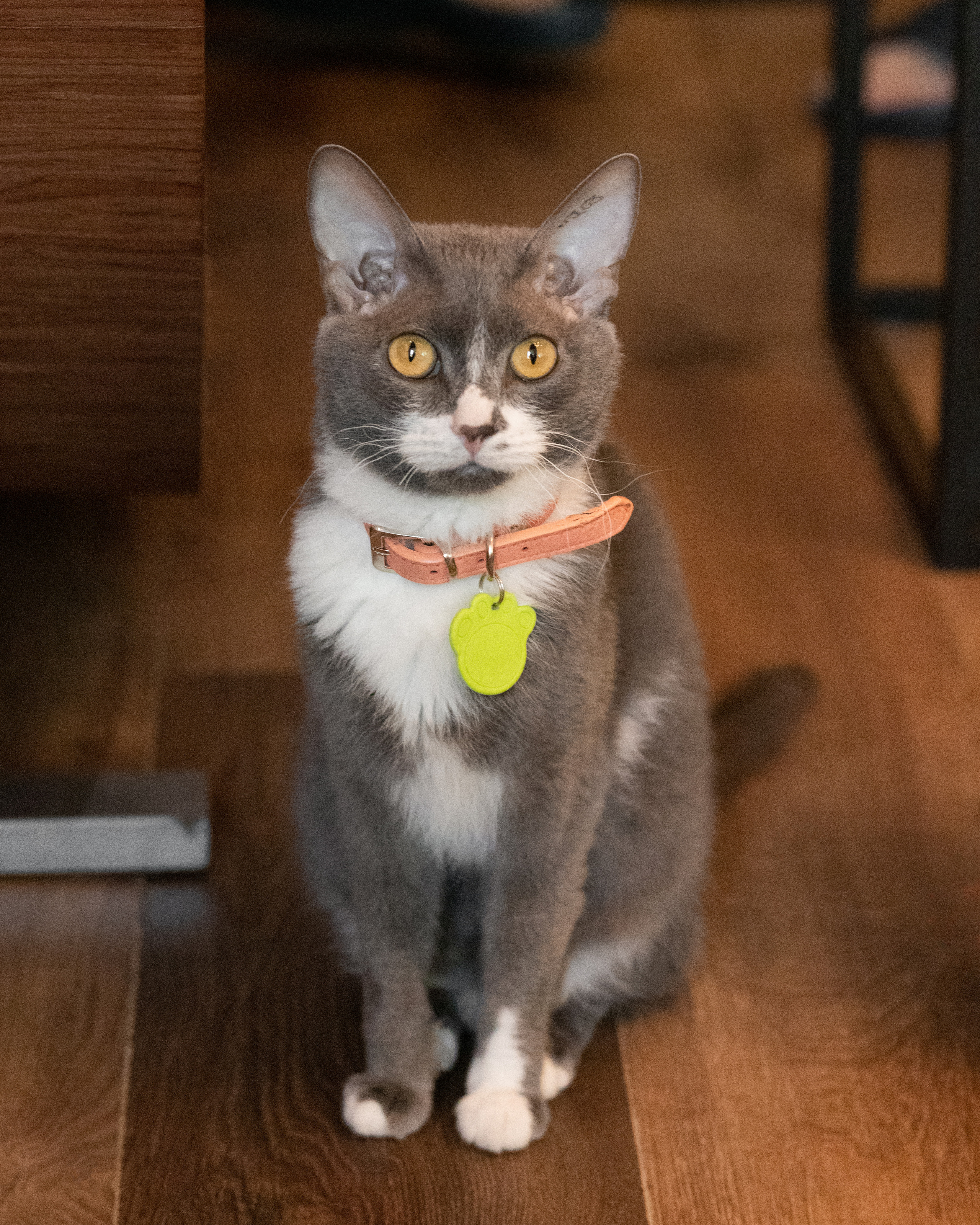 Котики «Чукотка» 2020. Портретный фотограф в Самаре Андрей Трифонов