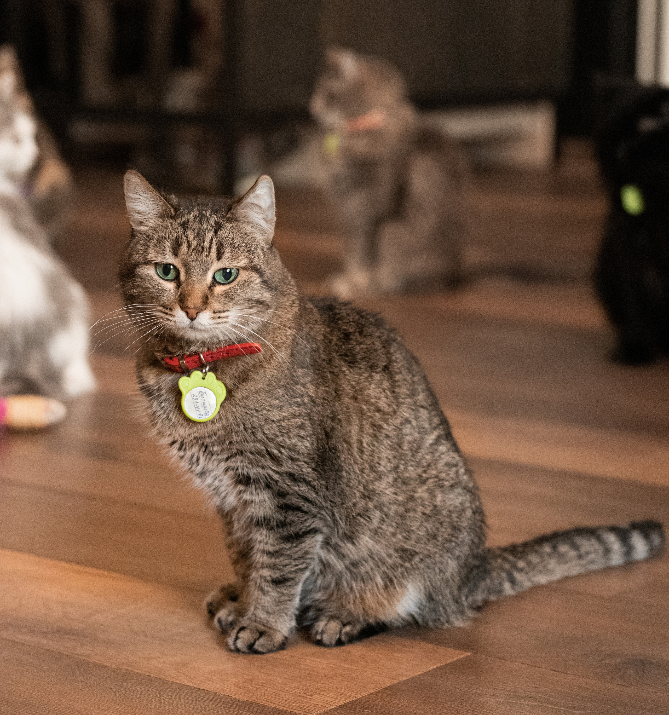 Котики «Чукотка» 2020. Портретный фотограф в Самаре Андрей Трифонов