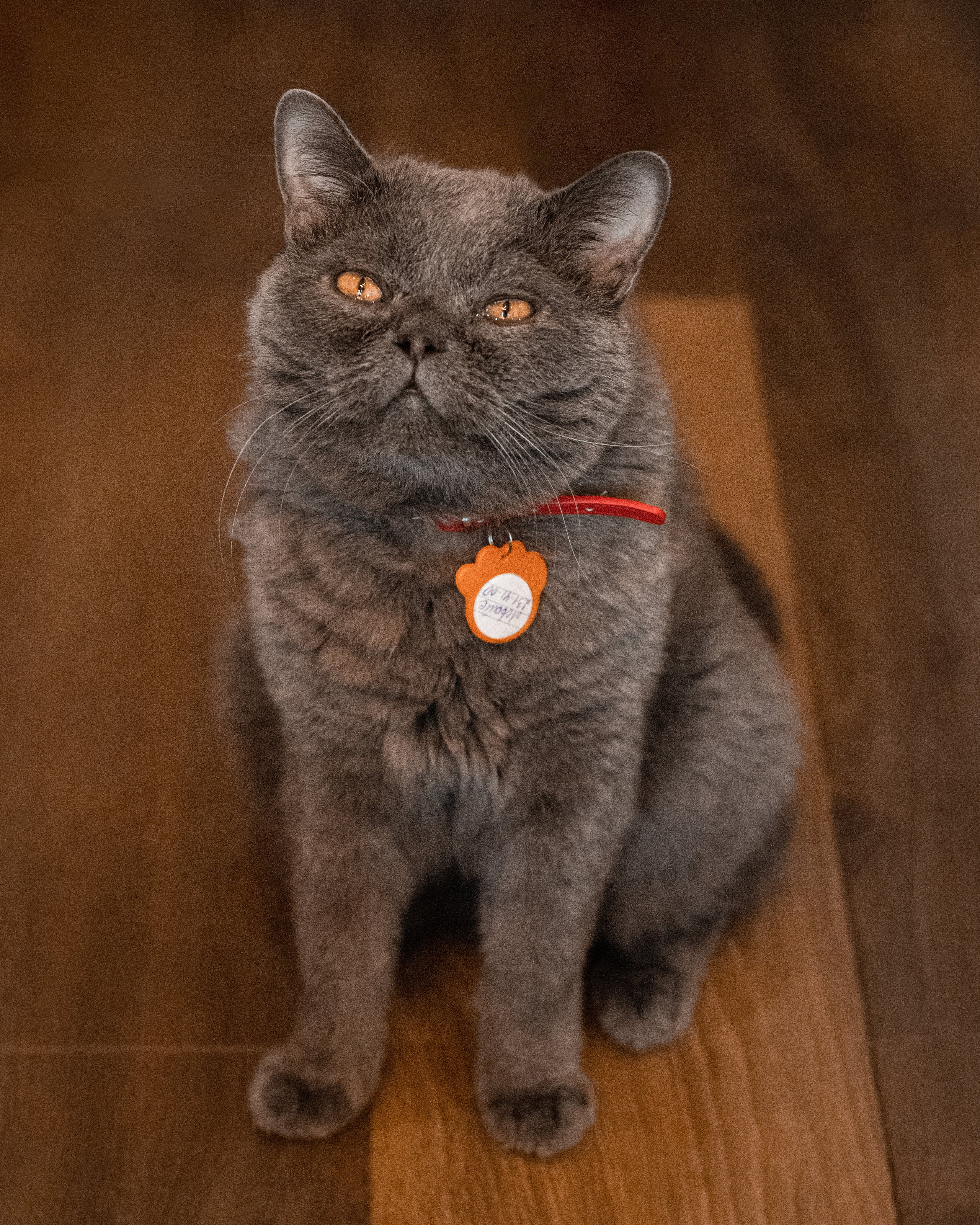 Котики «Чукотка» 2020. Портретный фотограф в Самаре Андрей Трифонов