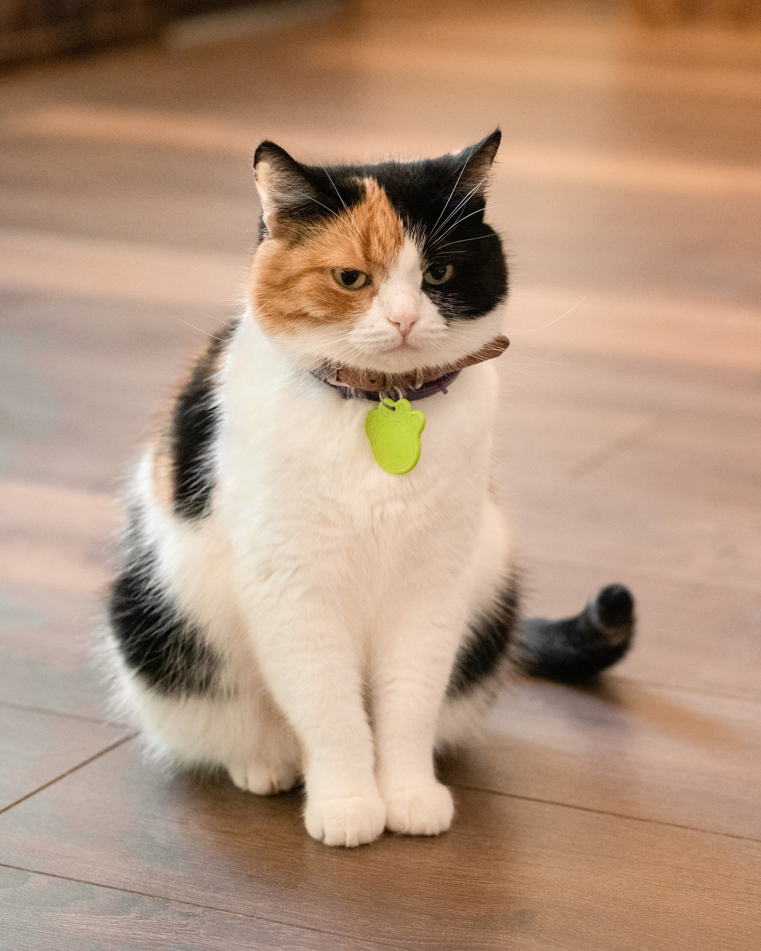 Котики «Чукотка» 2020. Портретный фотограф в Самаре Андрей Трифонов