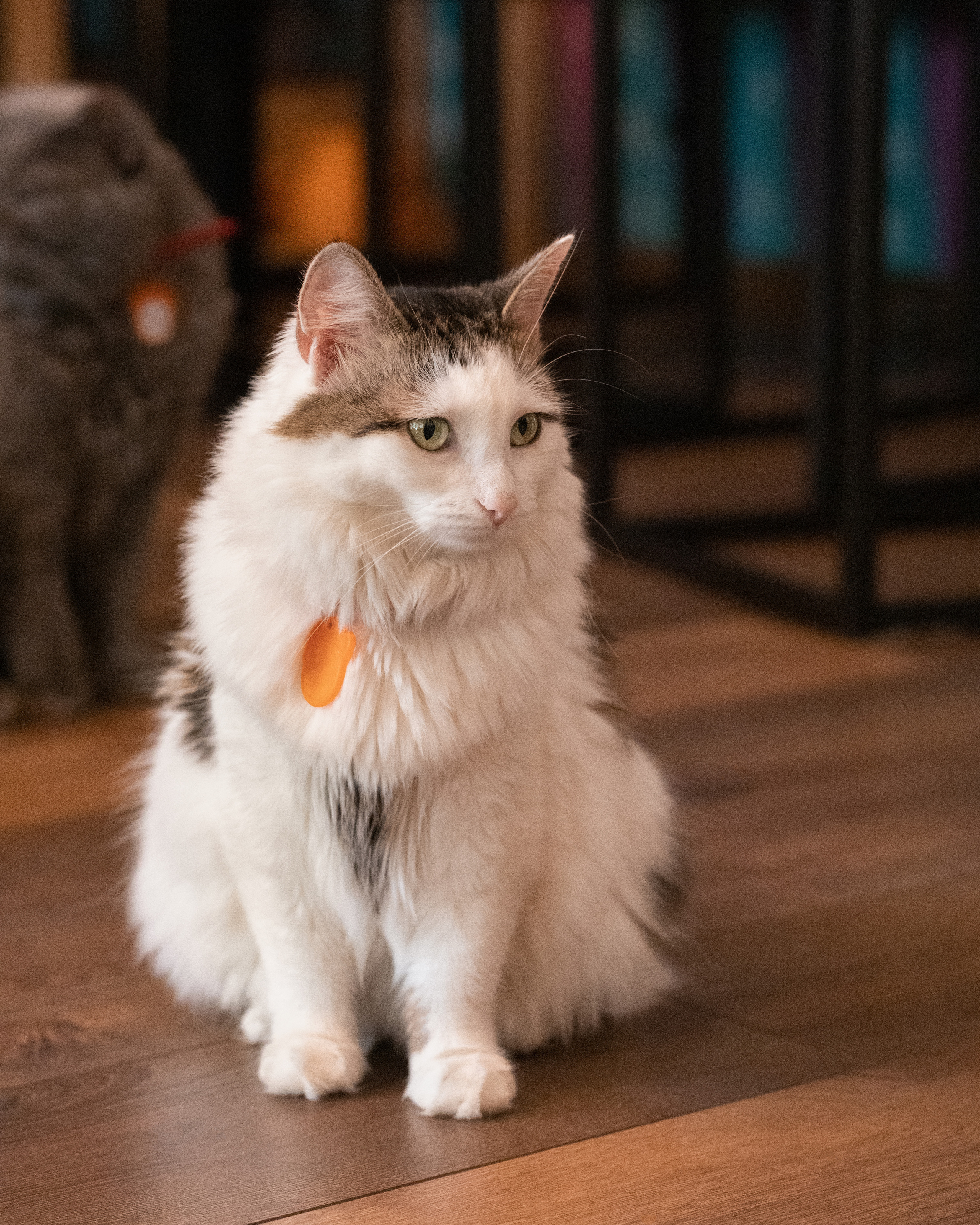 Котики «Чукотка» 2020. Портретный фотограф в Самаре Андрей Трифонов