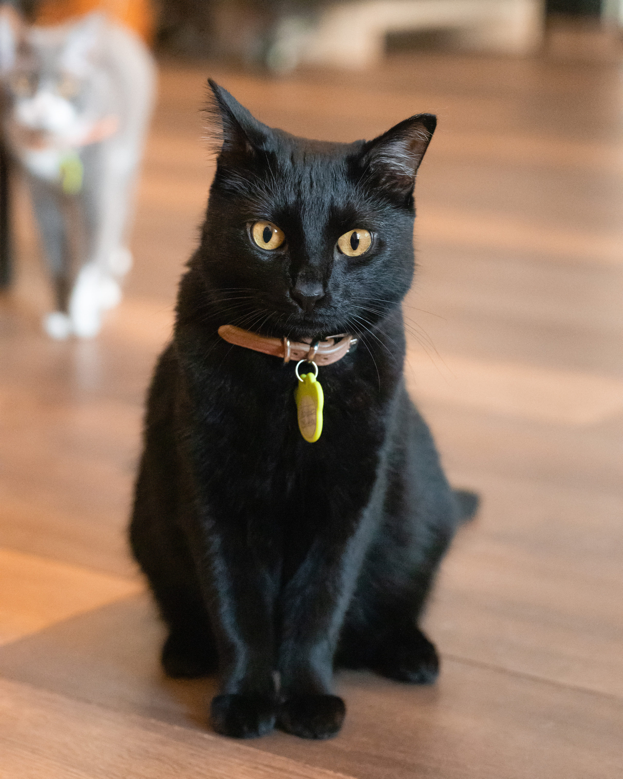 Котики «Чукотка» 2020. Портретный фотограф в Самаре Андрей Трифонов