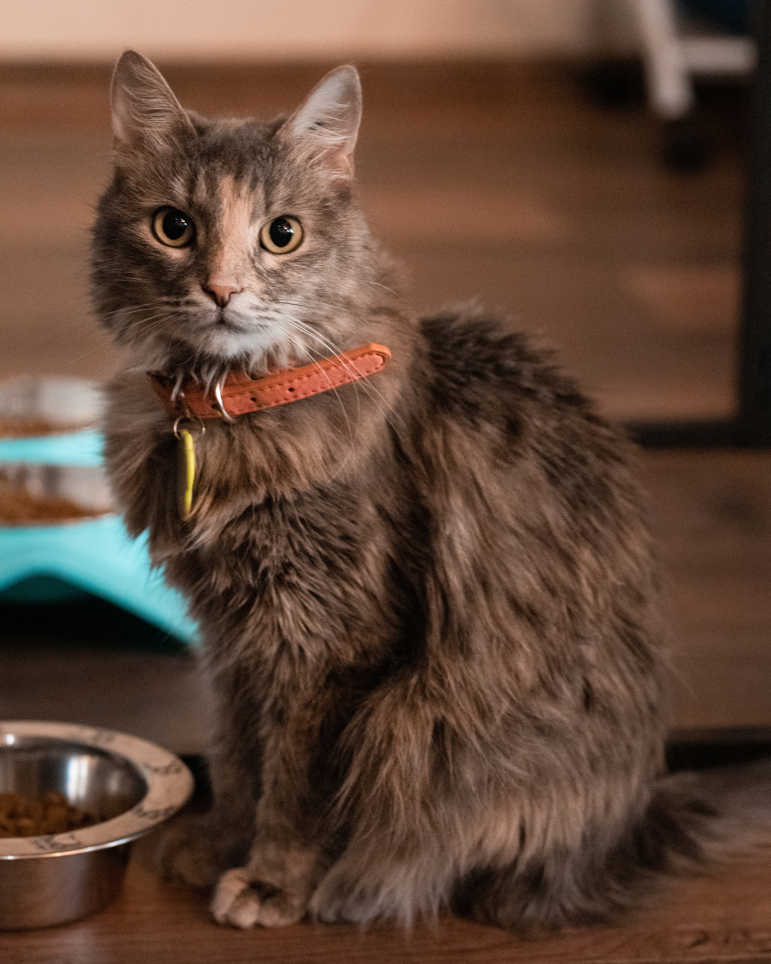 Котики «Чукотка» 2020. Портретный фотограф в Самаре Андрей Трифонов