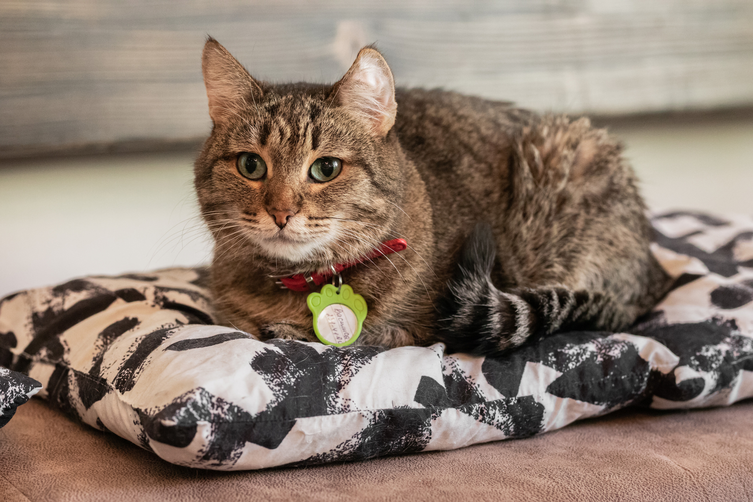 Котики «Чукотка» 2020. Портретный фотограф в Самаре Андрей Трифонов