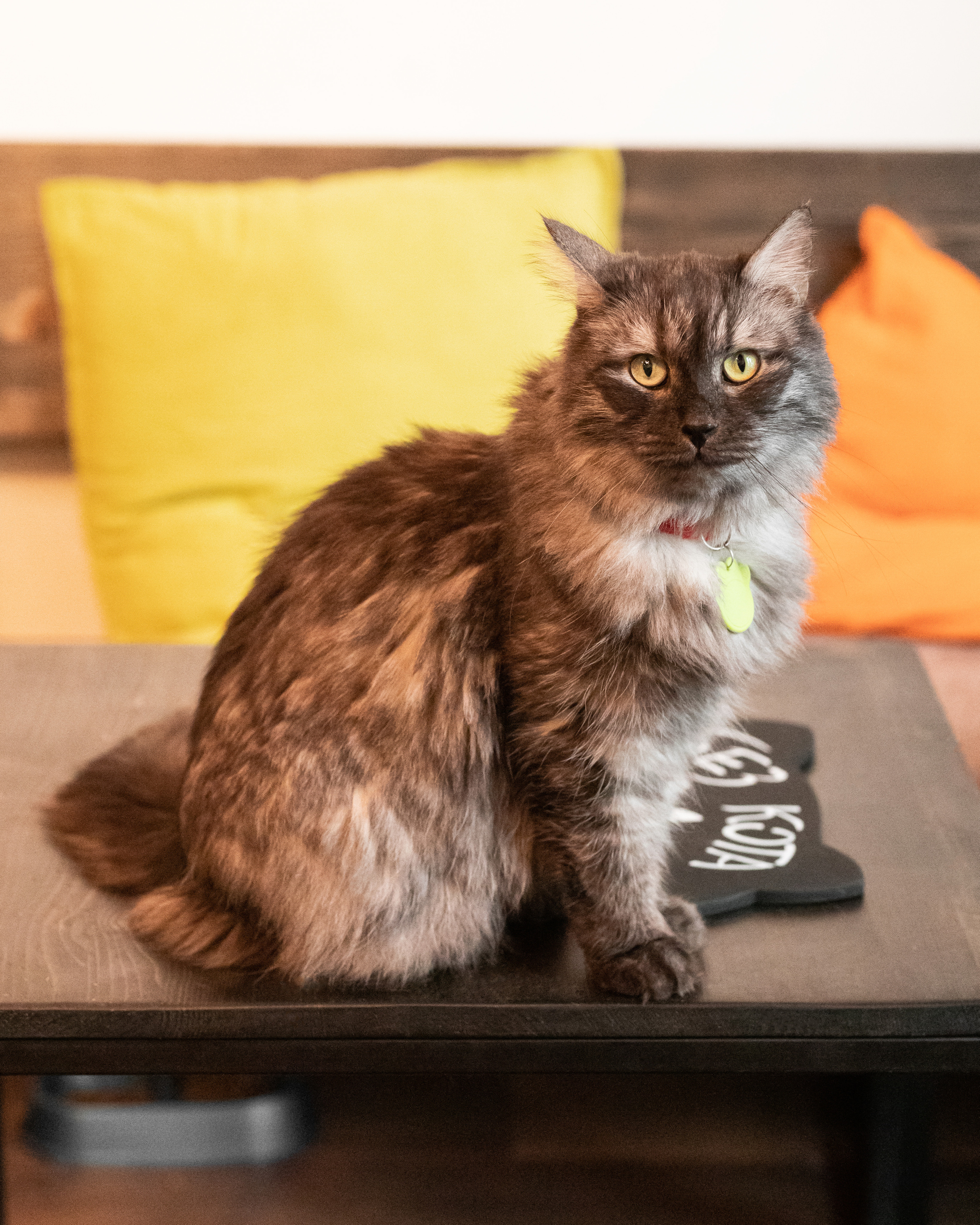 Котики «Чукотка» 2020. Портретный фотограф в Самаре Андрей Трифонов