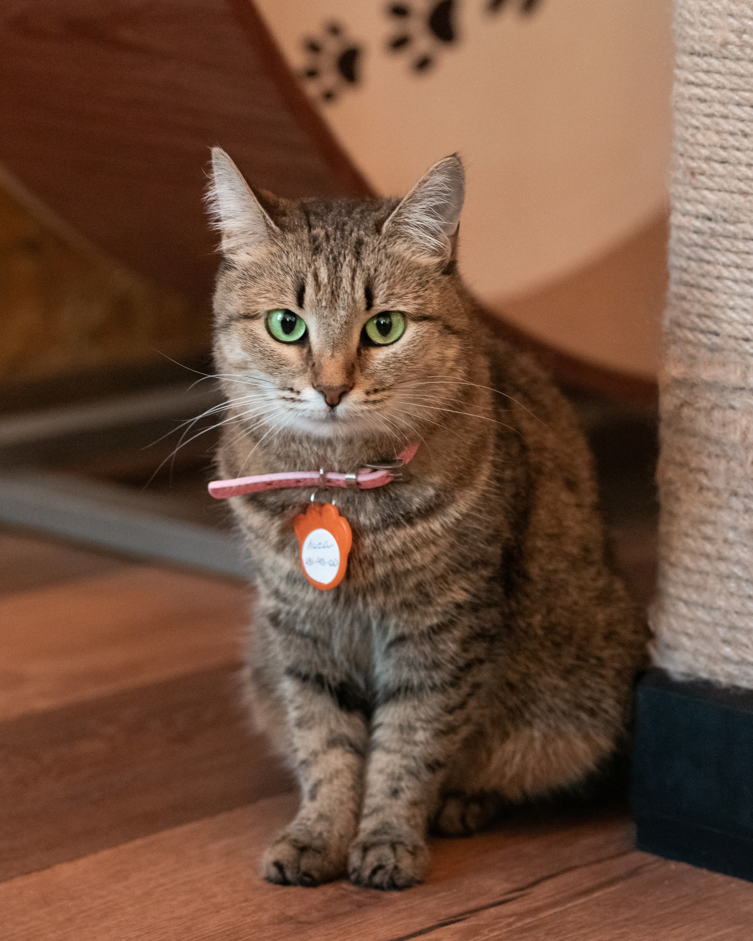 Котики «Чукотка» 2020. Портретный фотограф в Самаре Андрей Трифонов