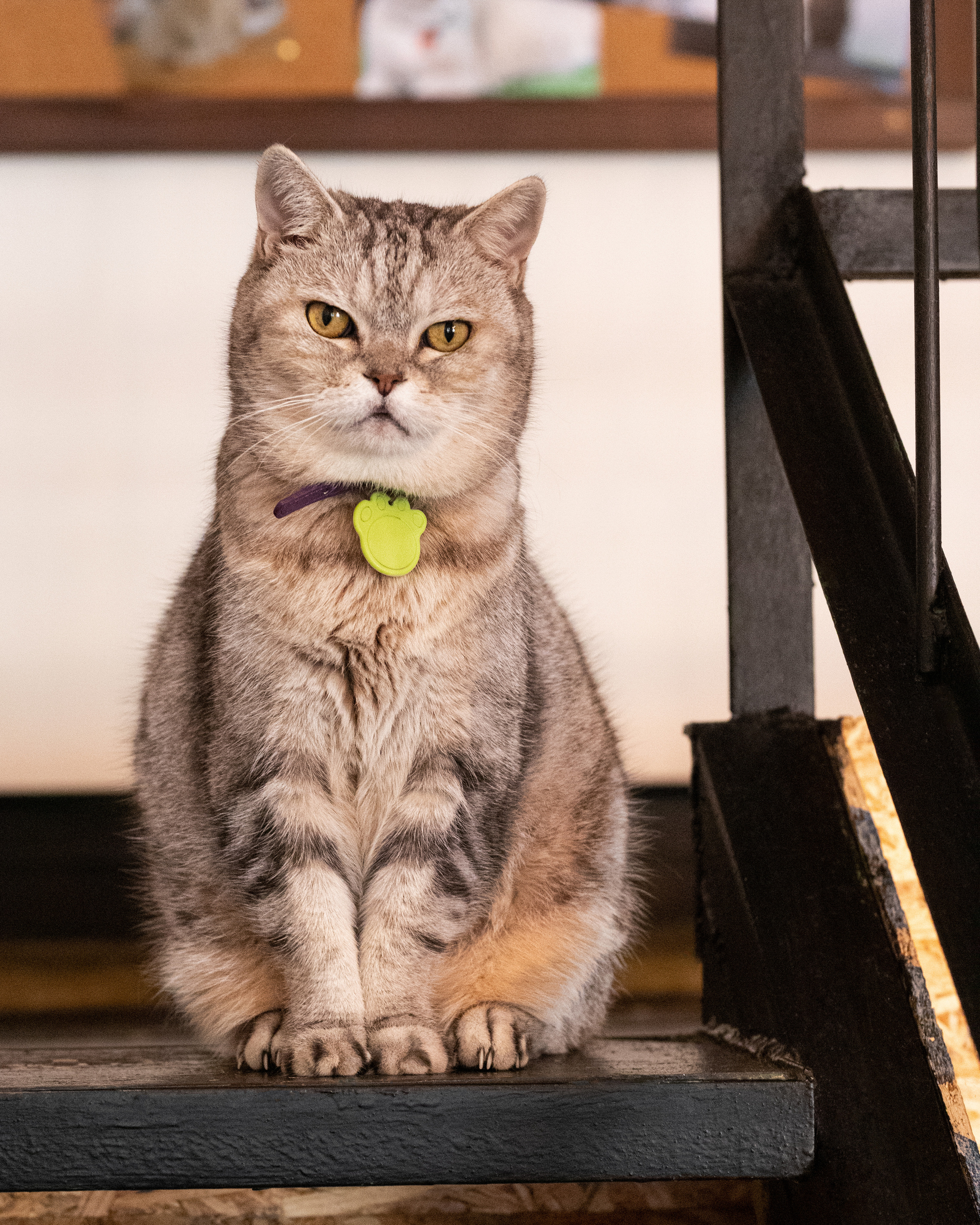 Котики «Чукотка» 2020. Портретный фотограф в Самаре Андрей Трифонов