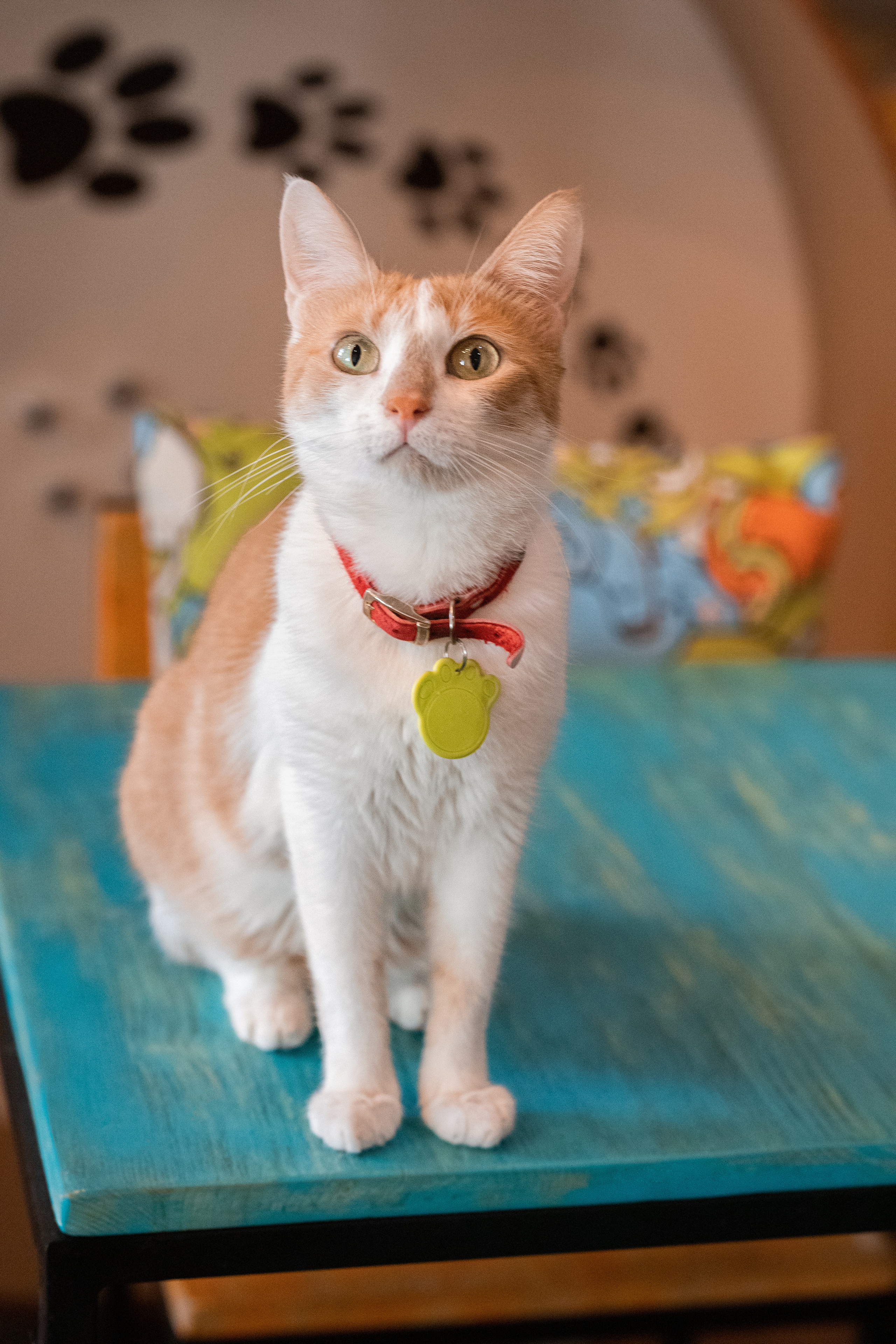 Котики «Чукотка» 2020. Портретный фотограф в Самаре Андрей Трифонов